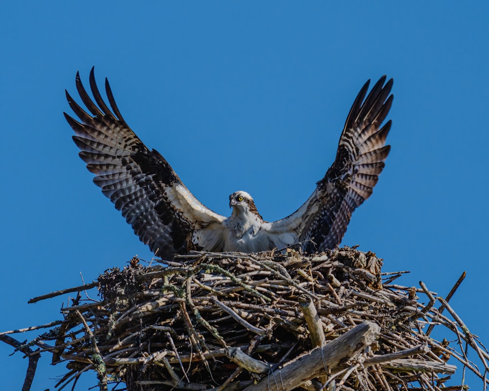 a bird sitting on a nest