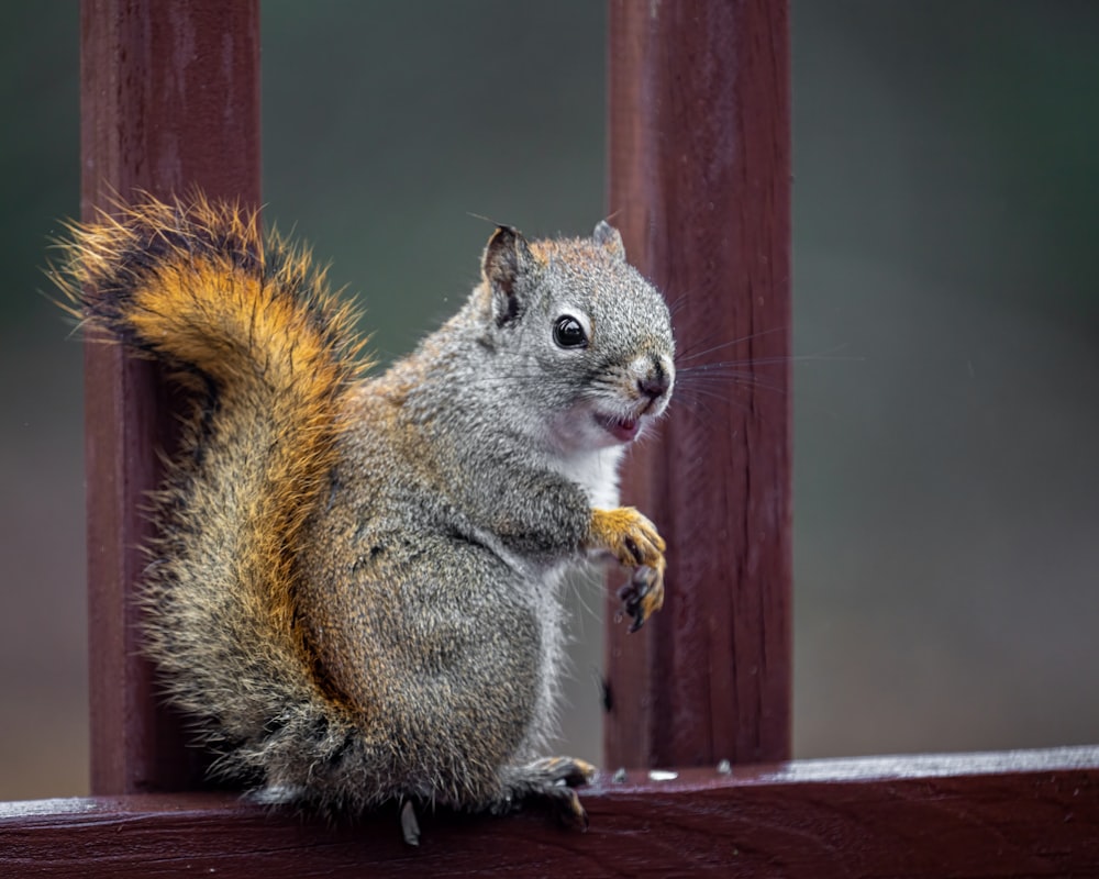 un écureuil tenant une noix