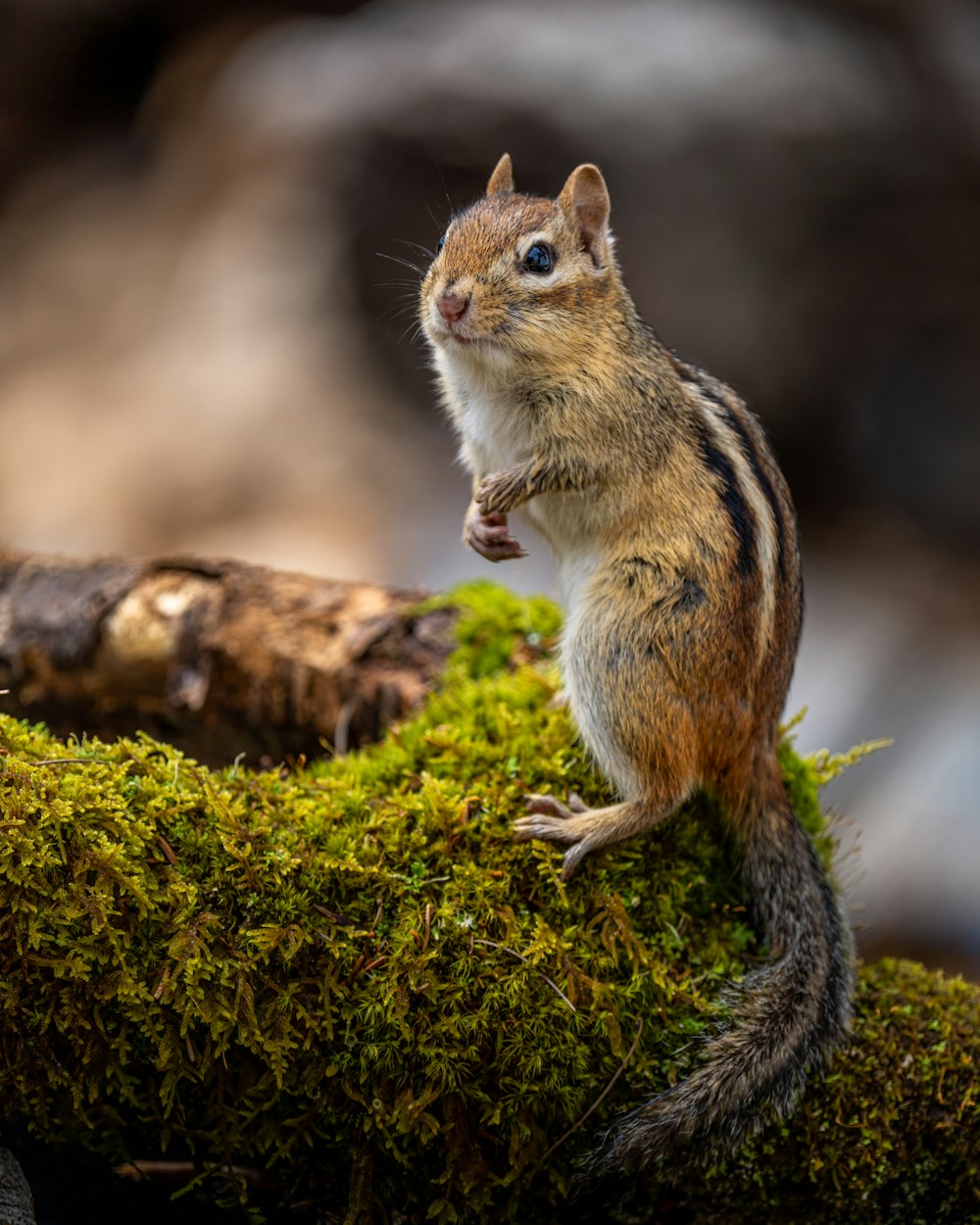 a squirrel standing on a log