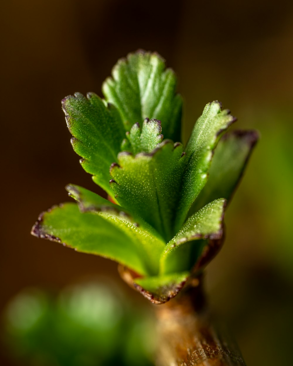 a close up of a plant