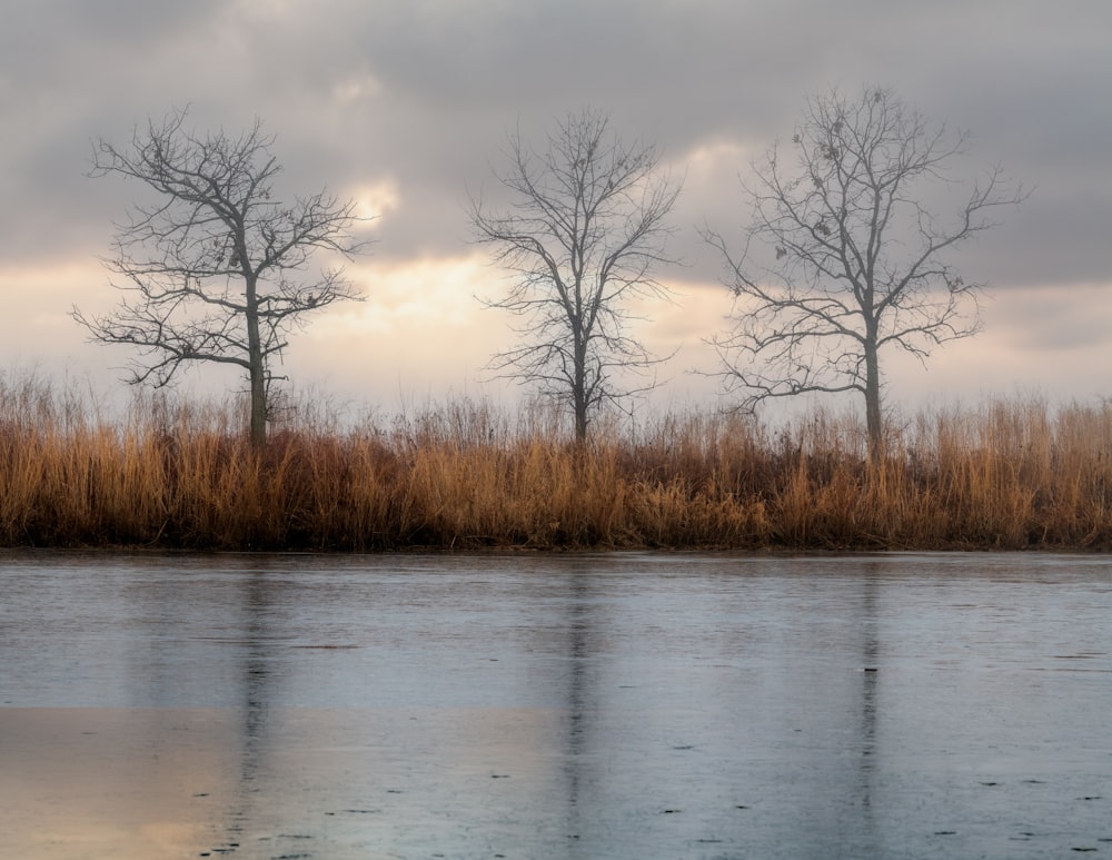 a body of water with trees around it