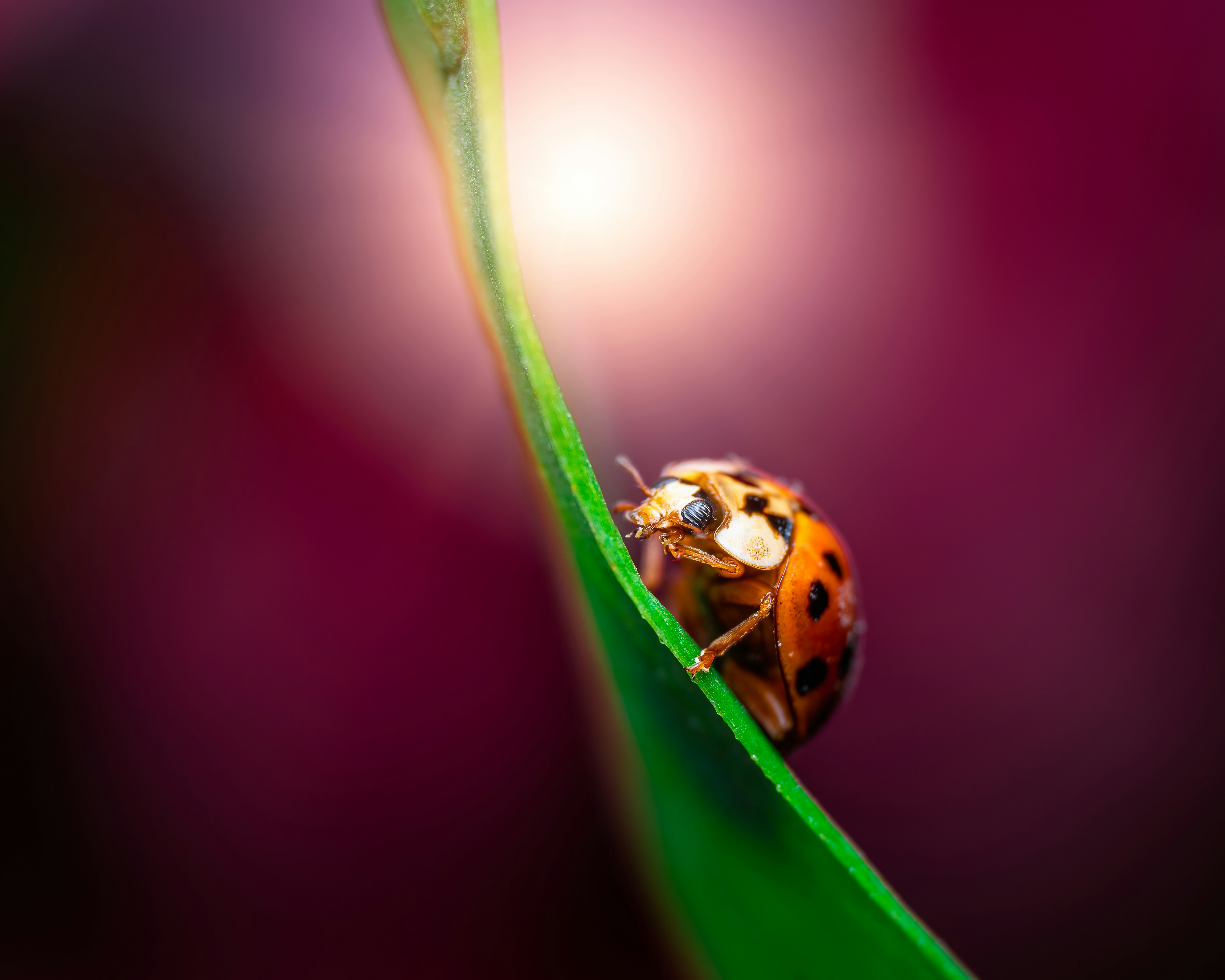 Photo by skylerewing