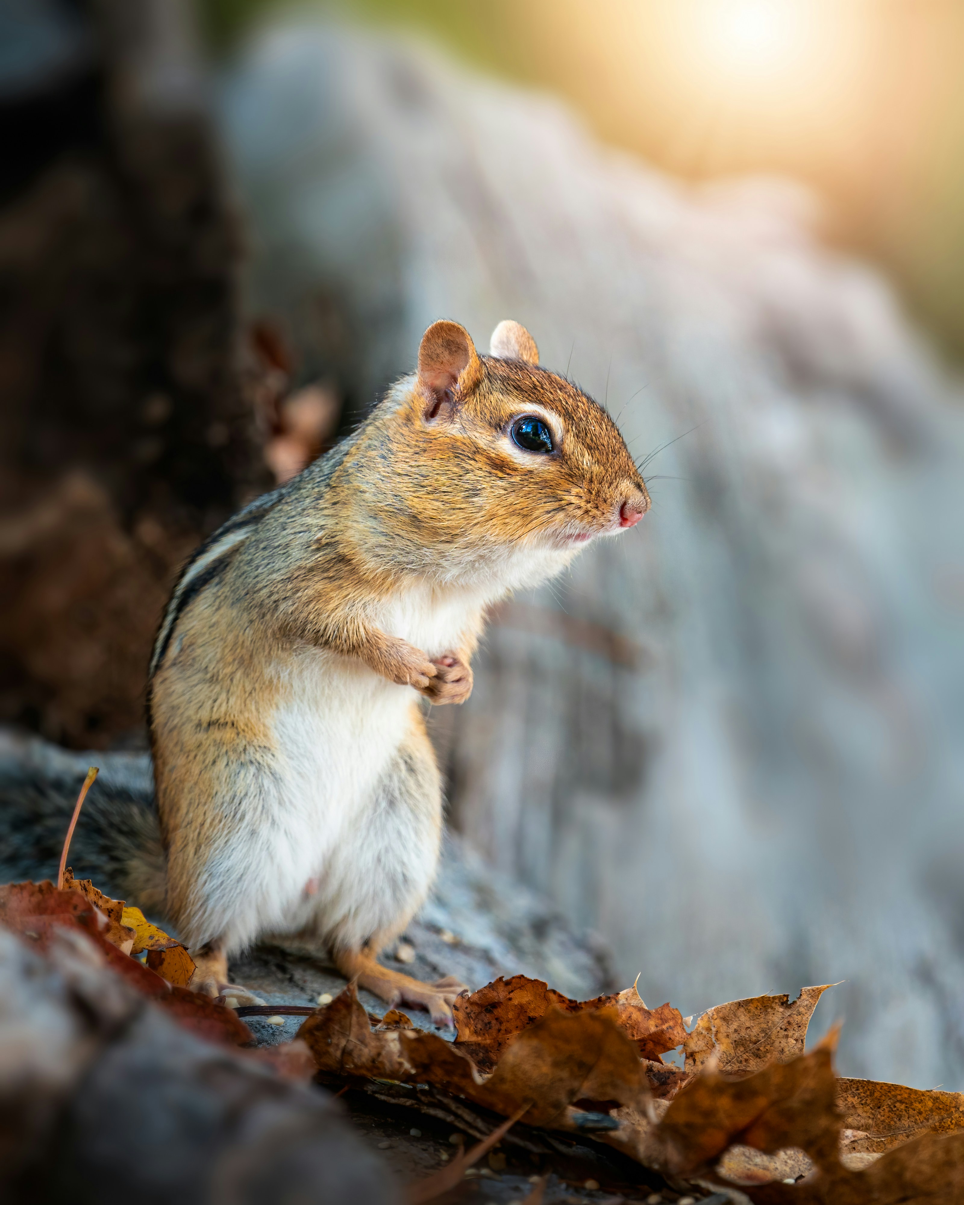 Photo by skylerewing