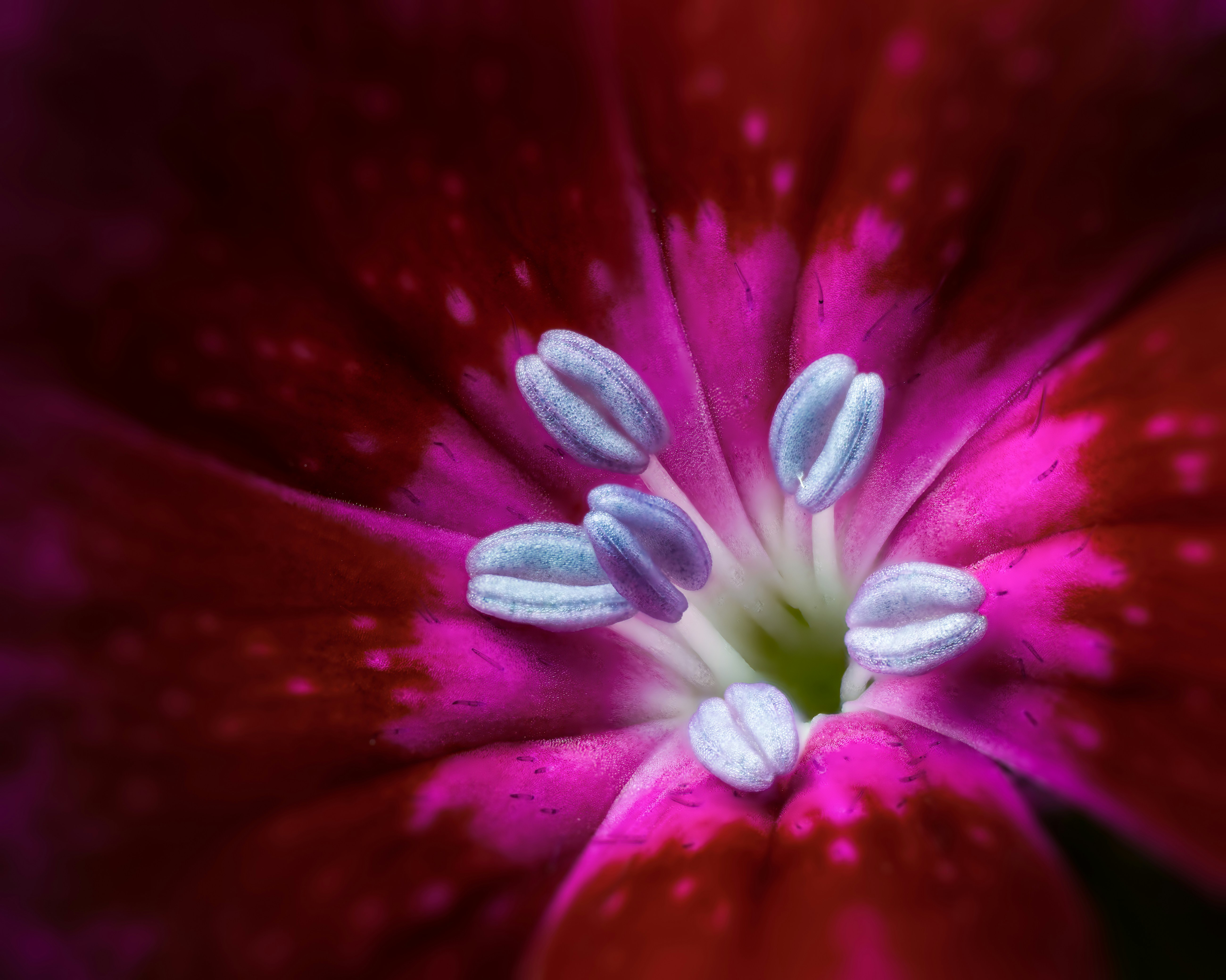 Photo by skylerewing