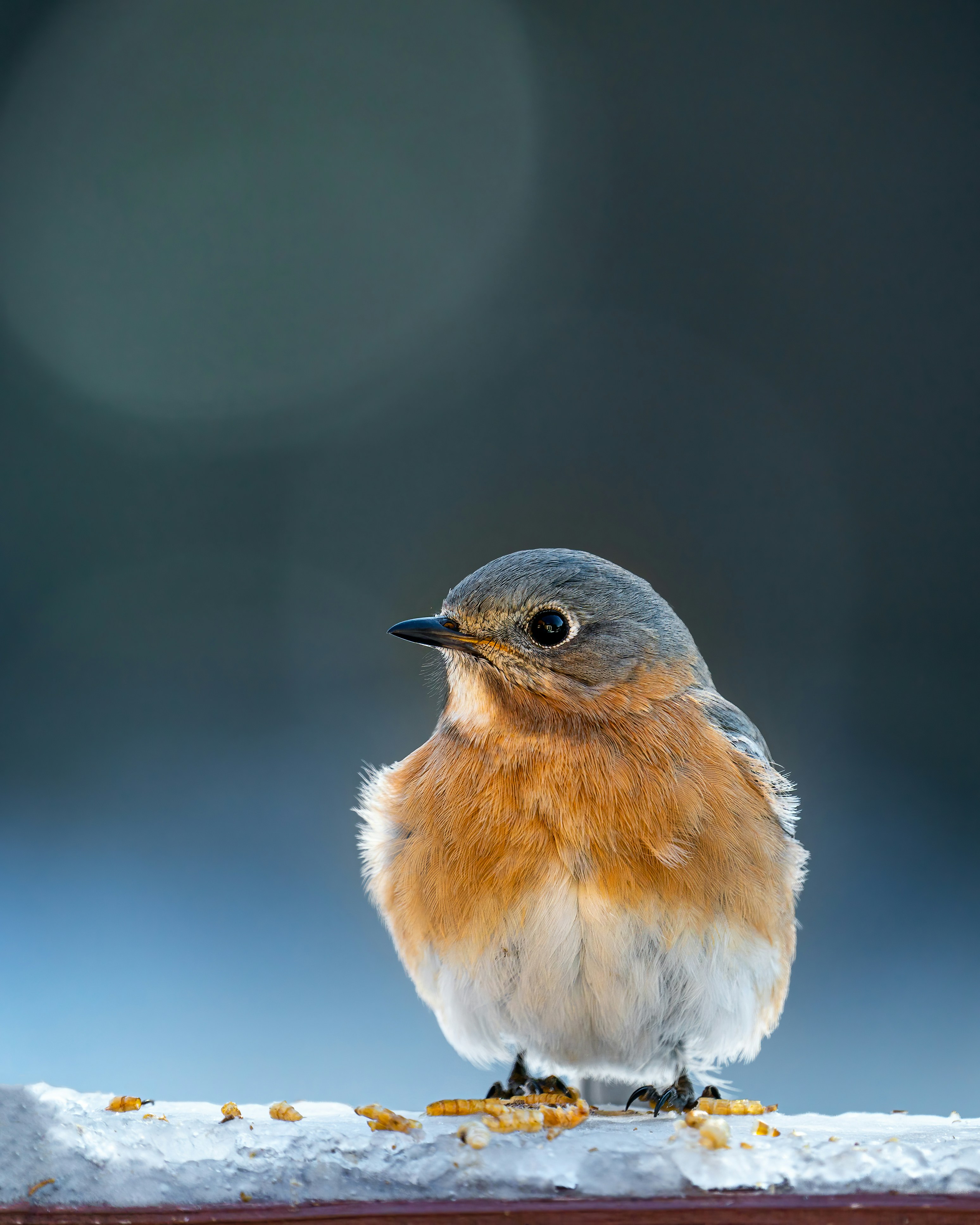 Photo by skylerewing