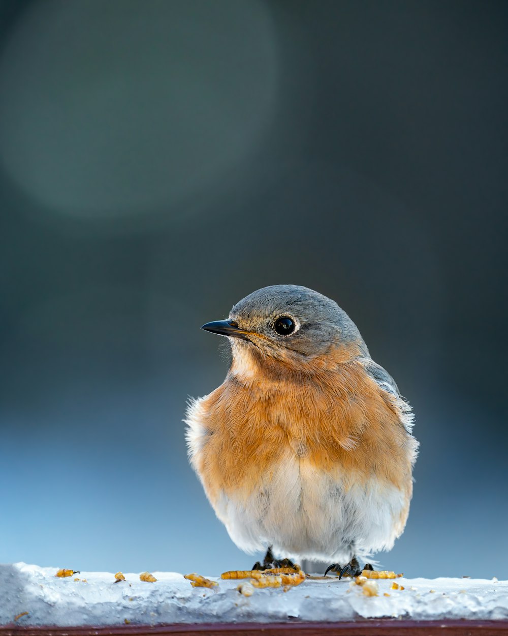 a small bird on a snowy surface