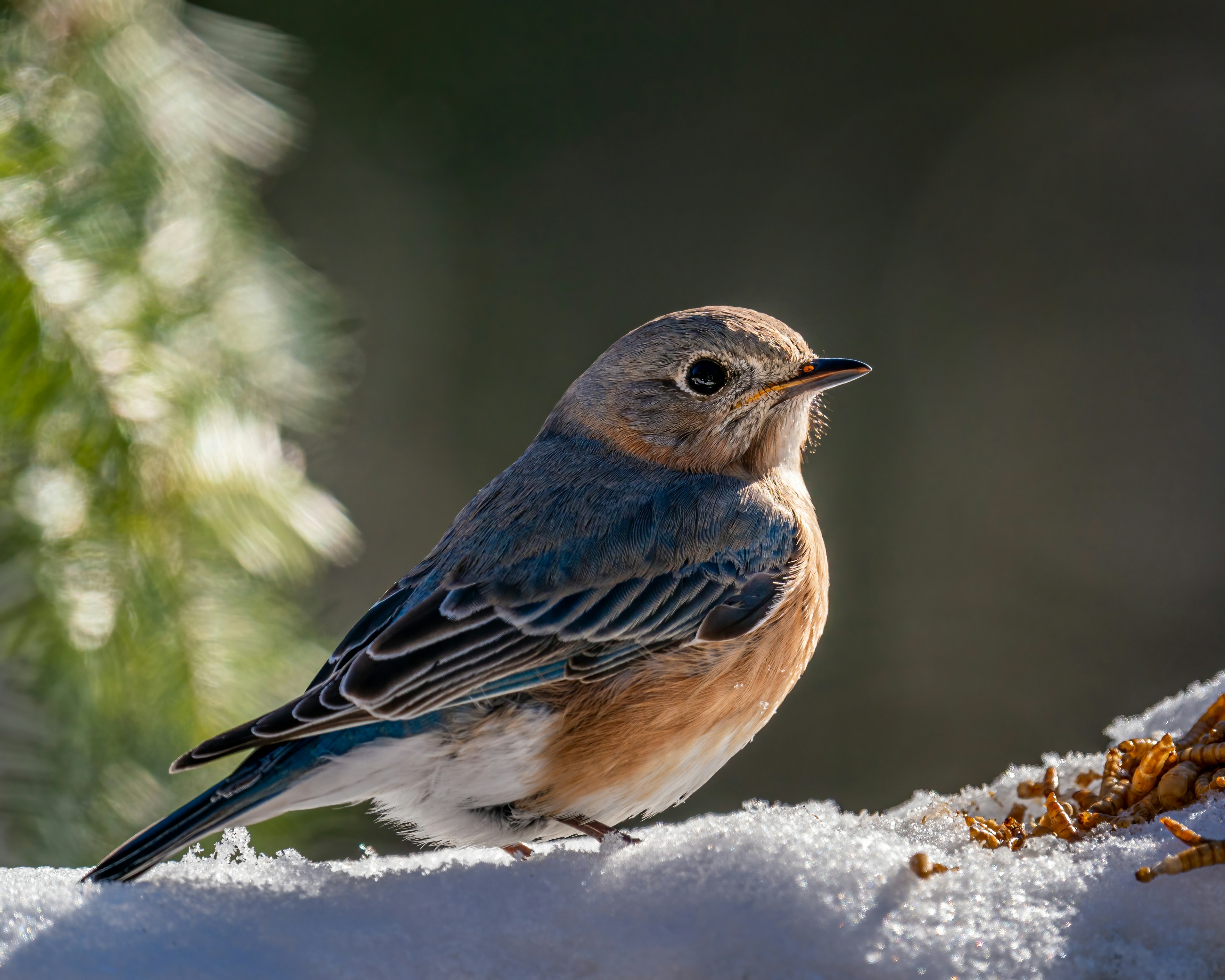 Photo by skylerewing