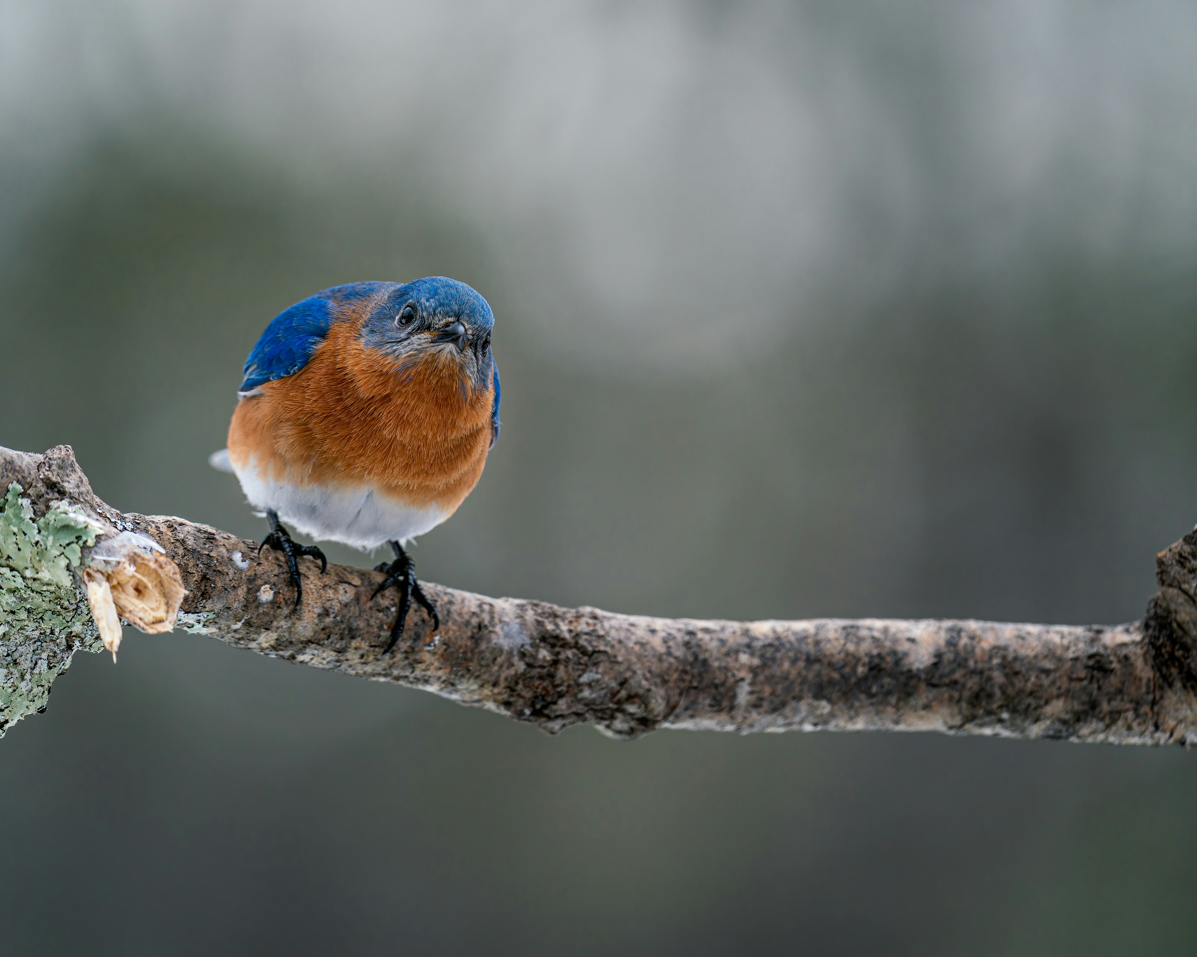 Photo by skylerewing