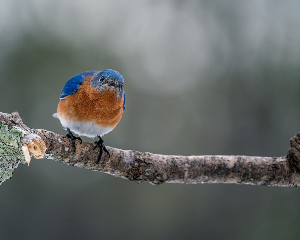 Un petit oiseau sur une branche