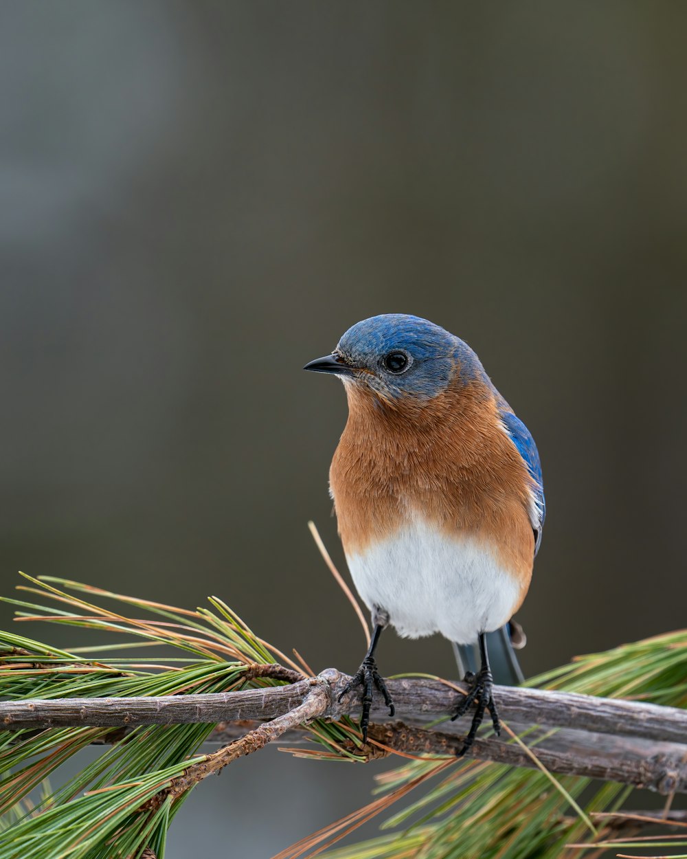 a small bird on a branch