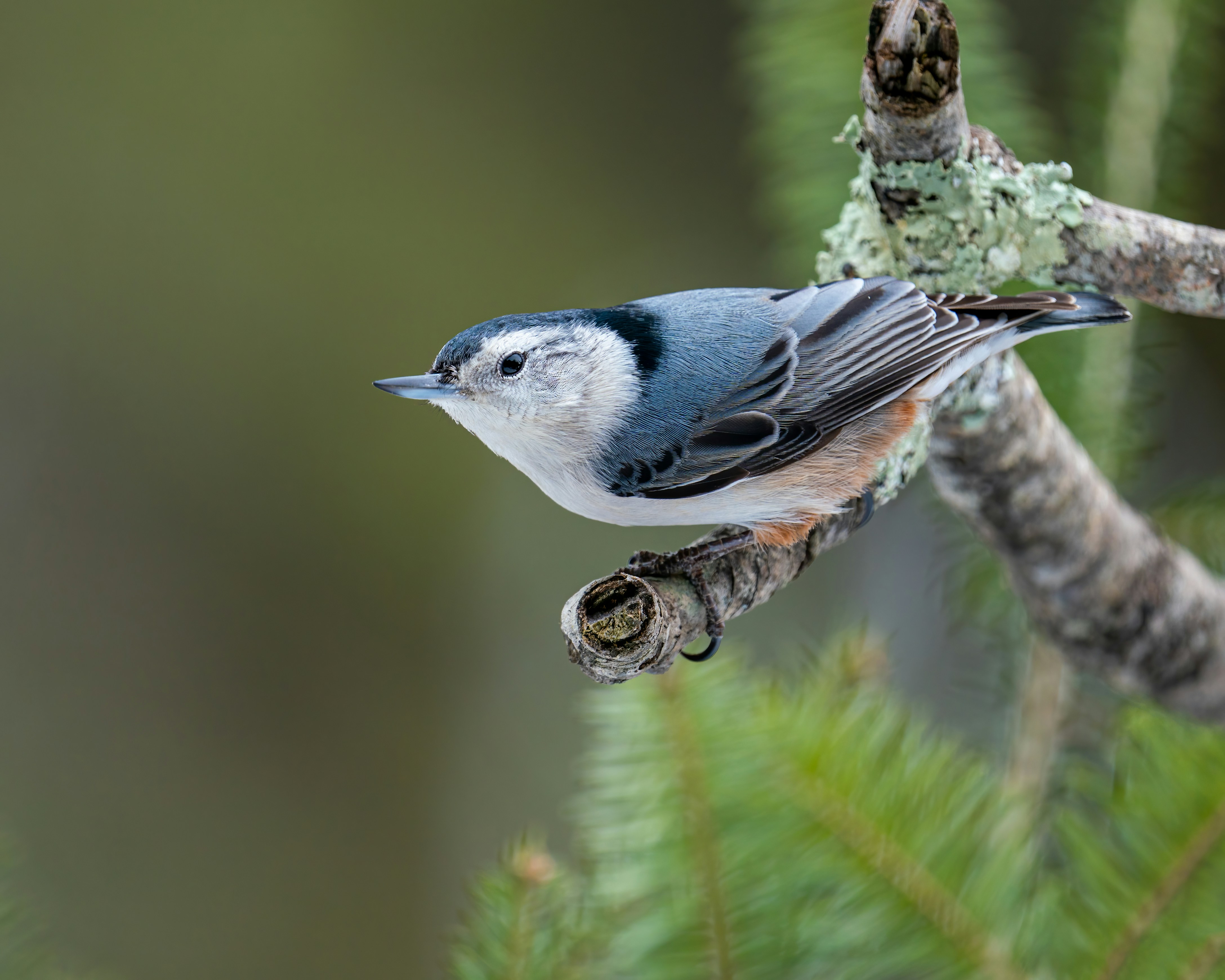 Photo by skylerewing