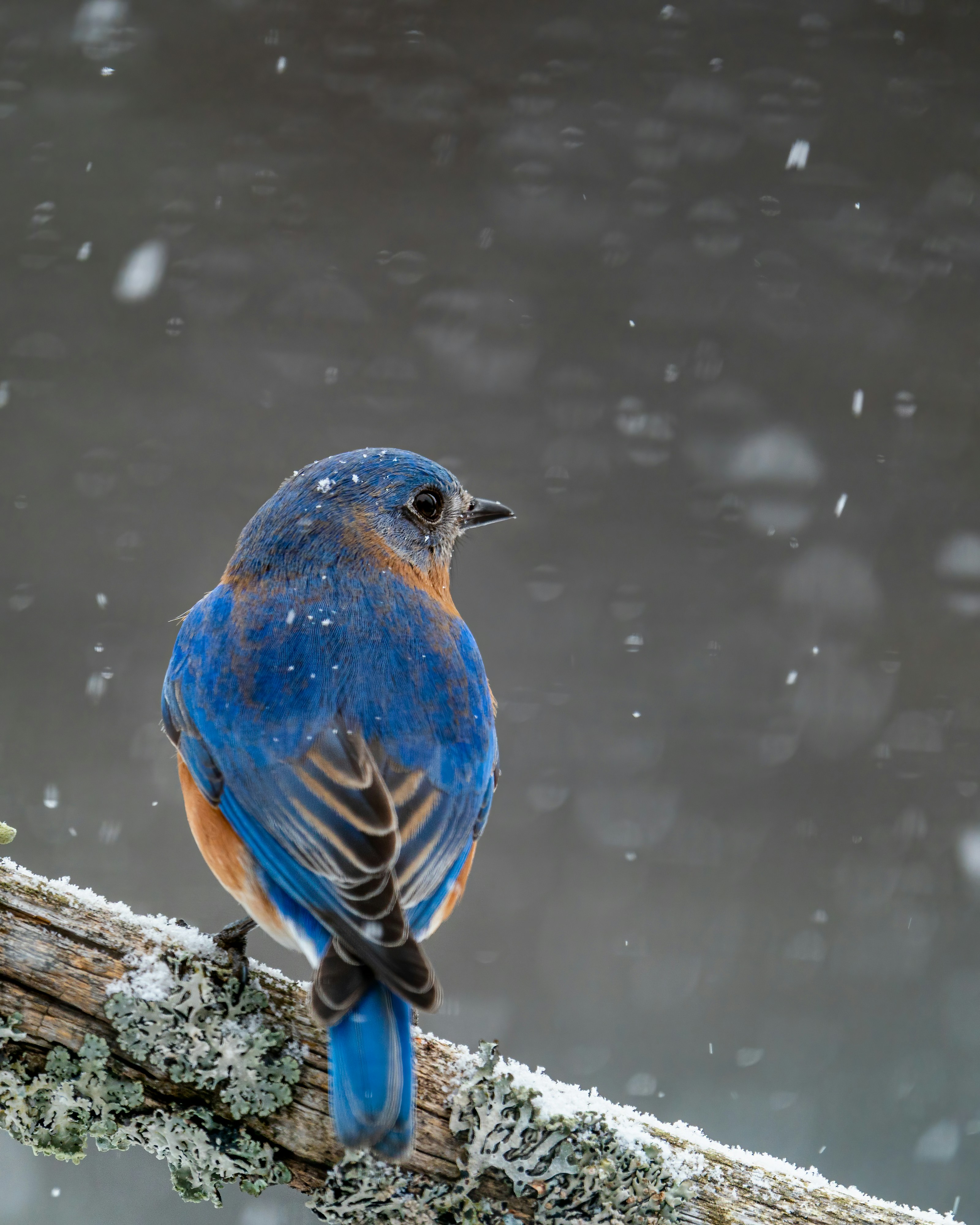 Photo by skylerewing