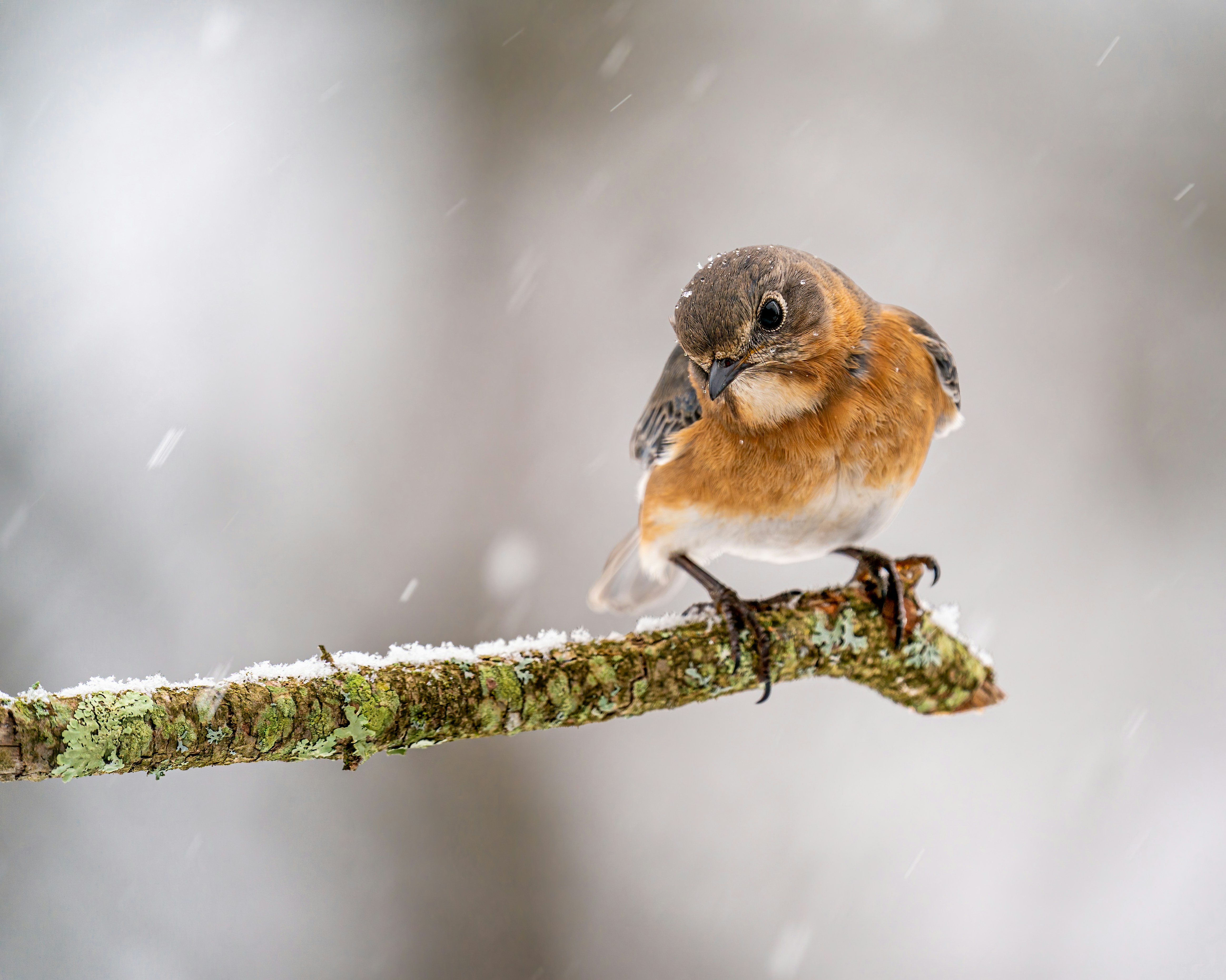 Photo by skylerewing