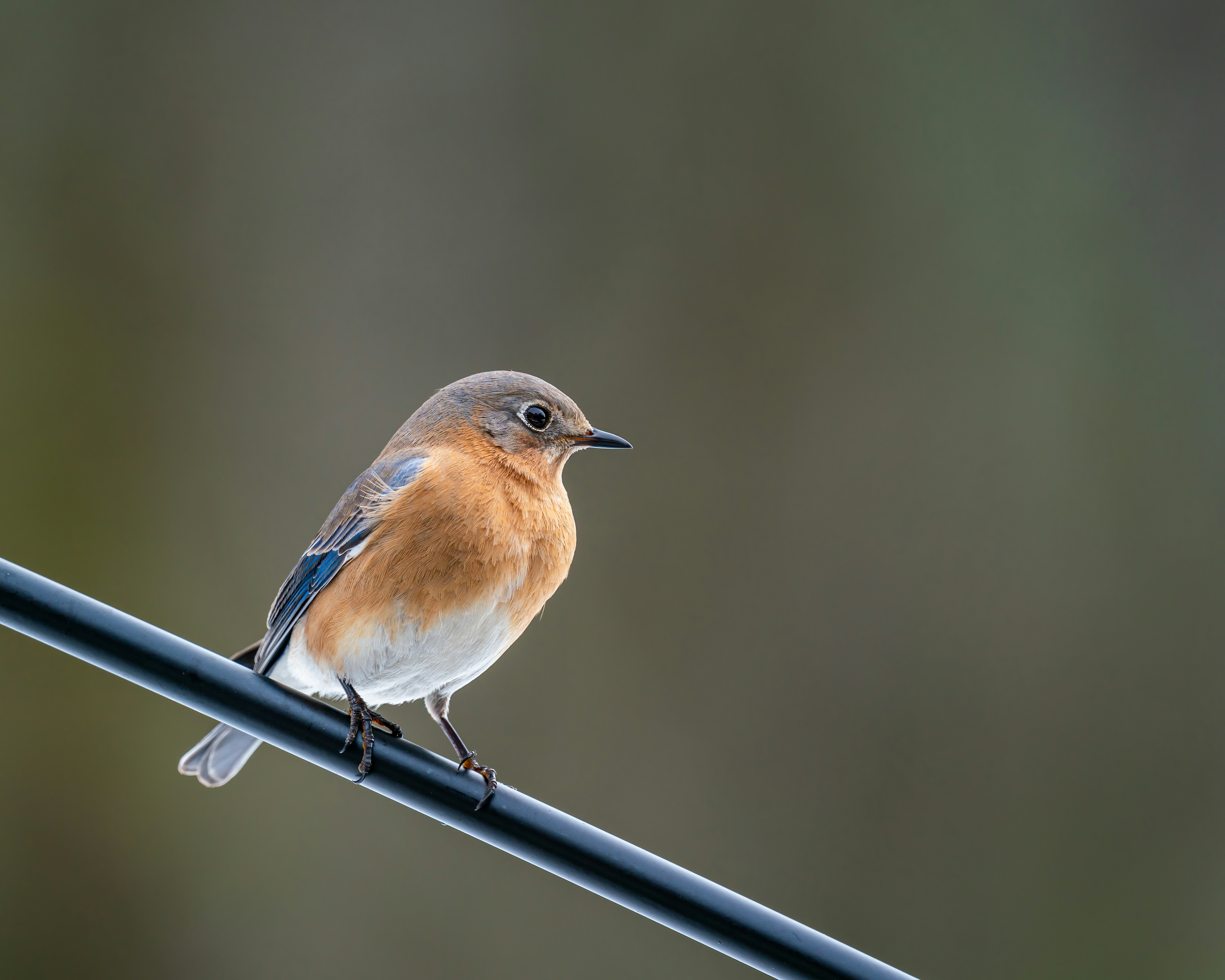 Photo by skylerewing