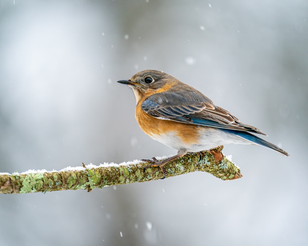 a bird on a branch