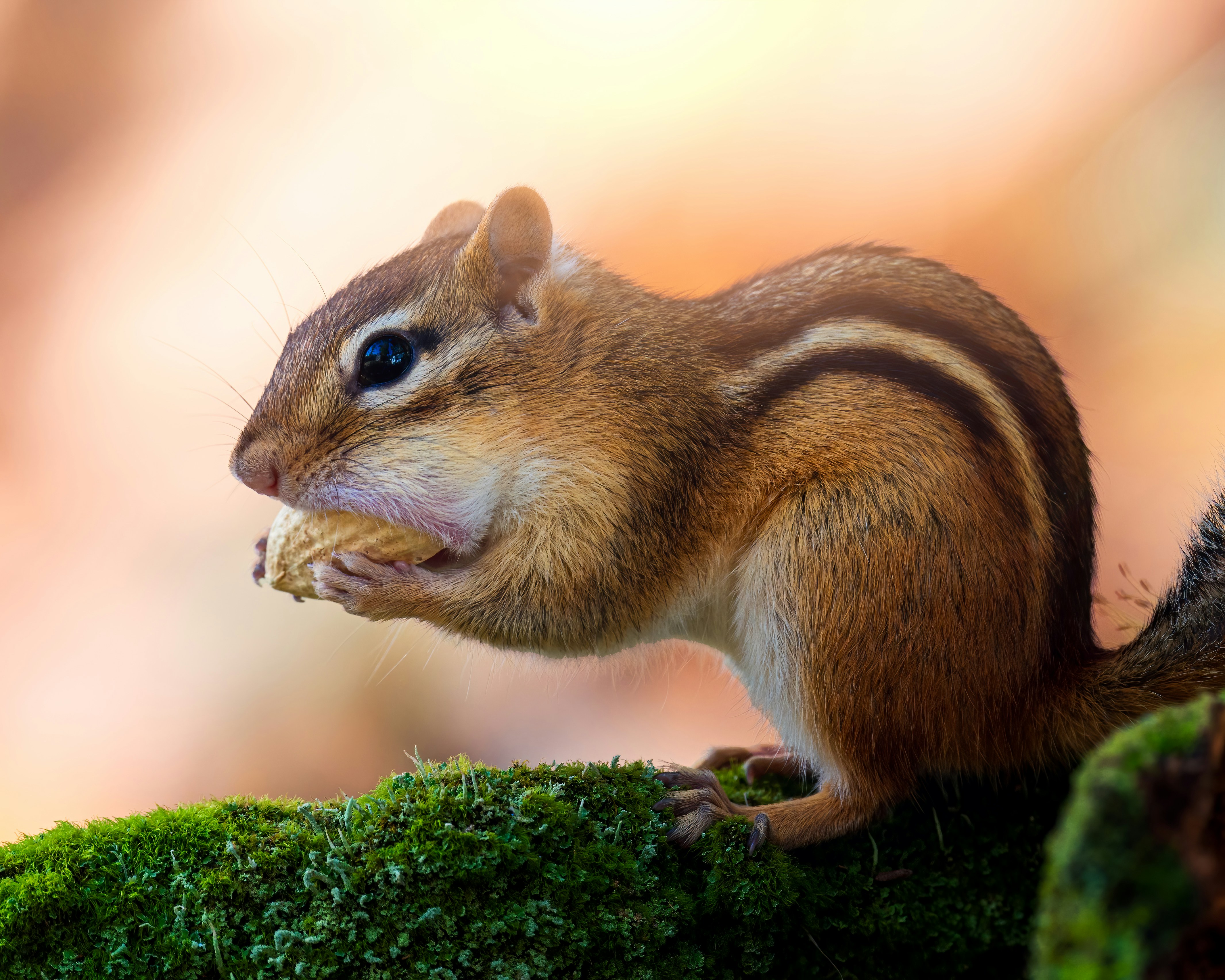 Photo by skylerewing