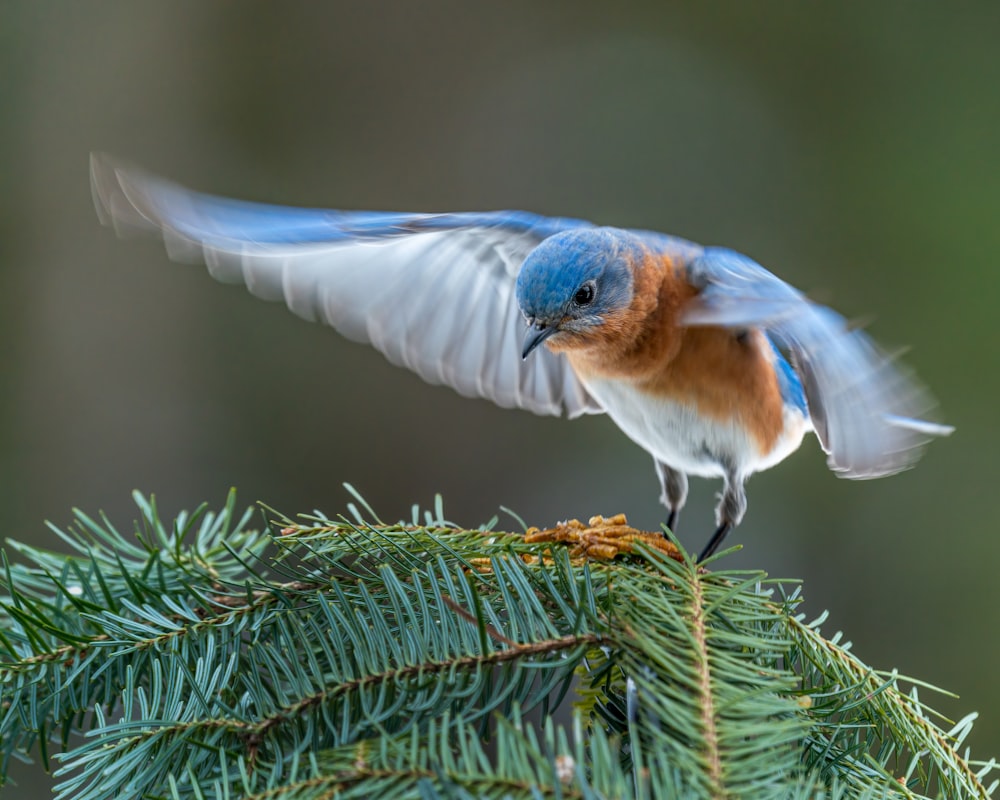 a bird flying over a pine tree