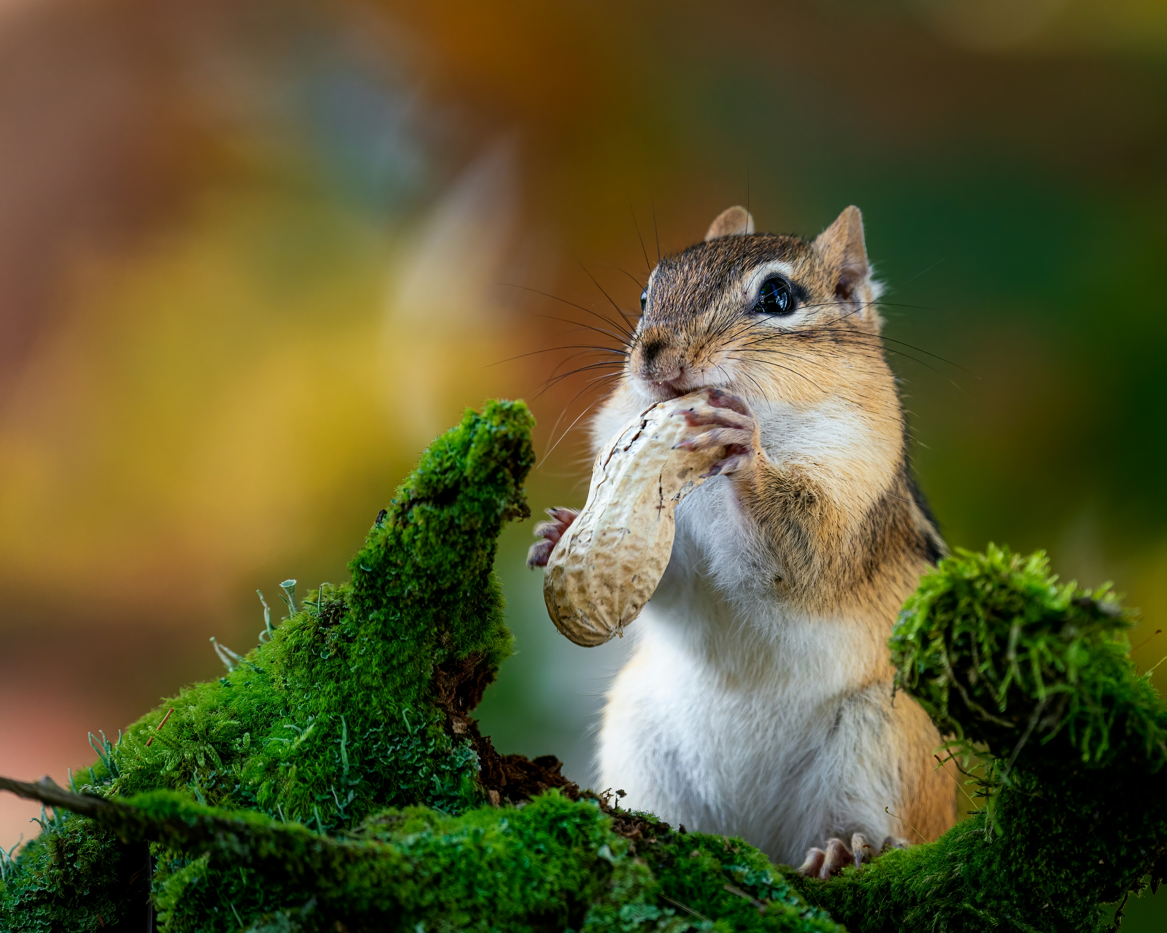 Photo by skylerewing