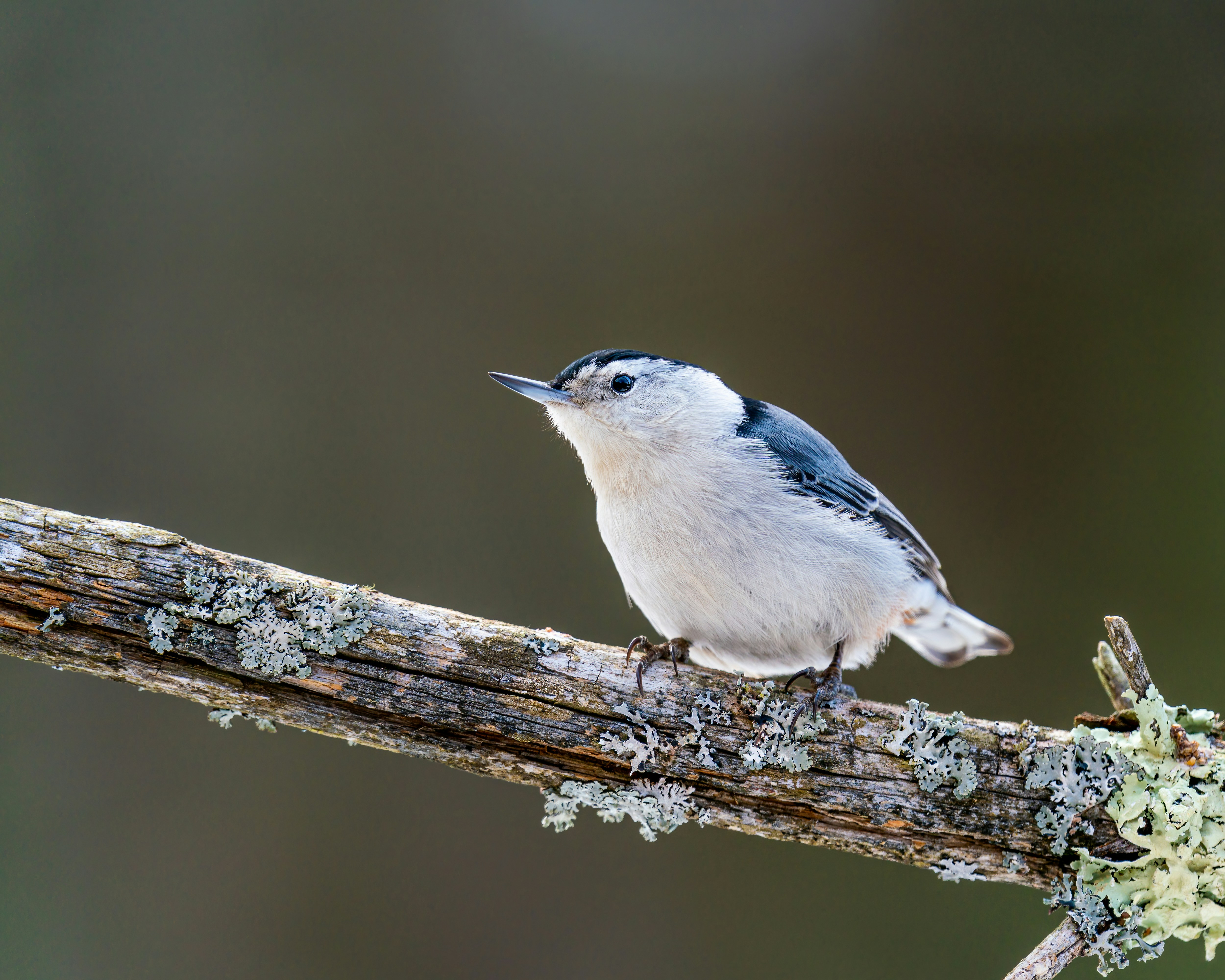 Photo by skylerewing