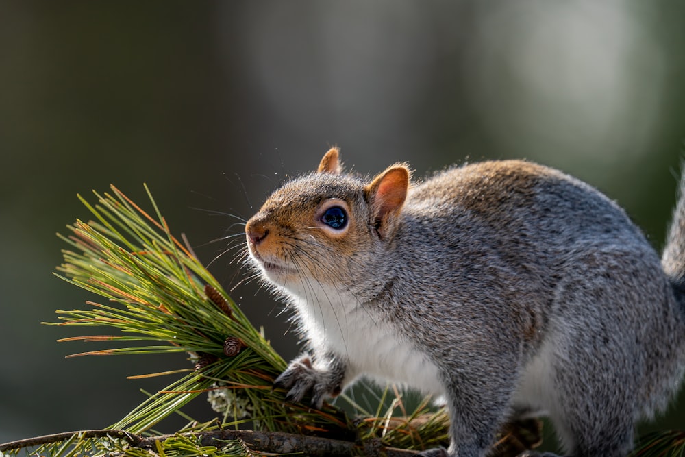 a squirrel standing on a branch