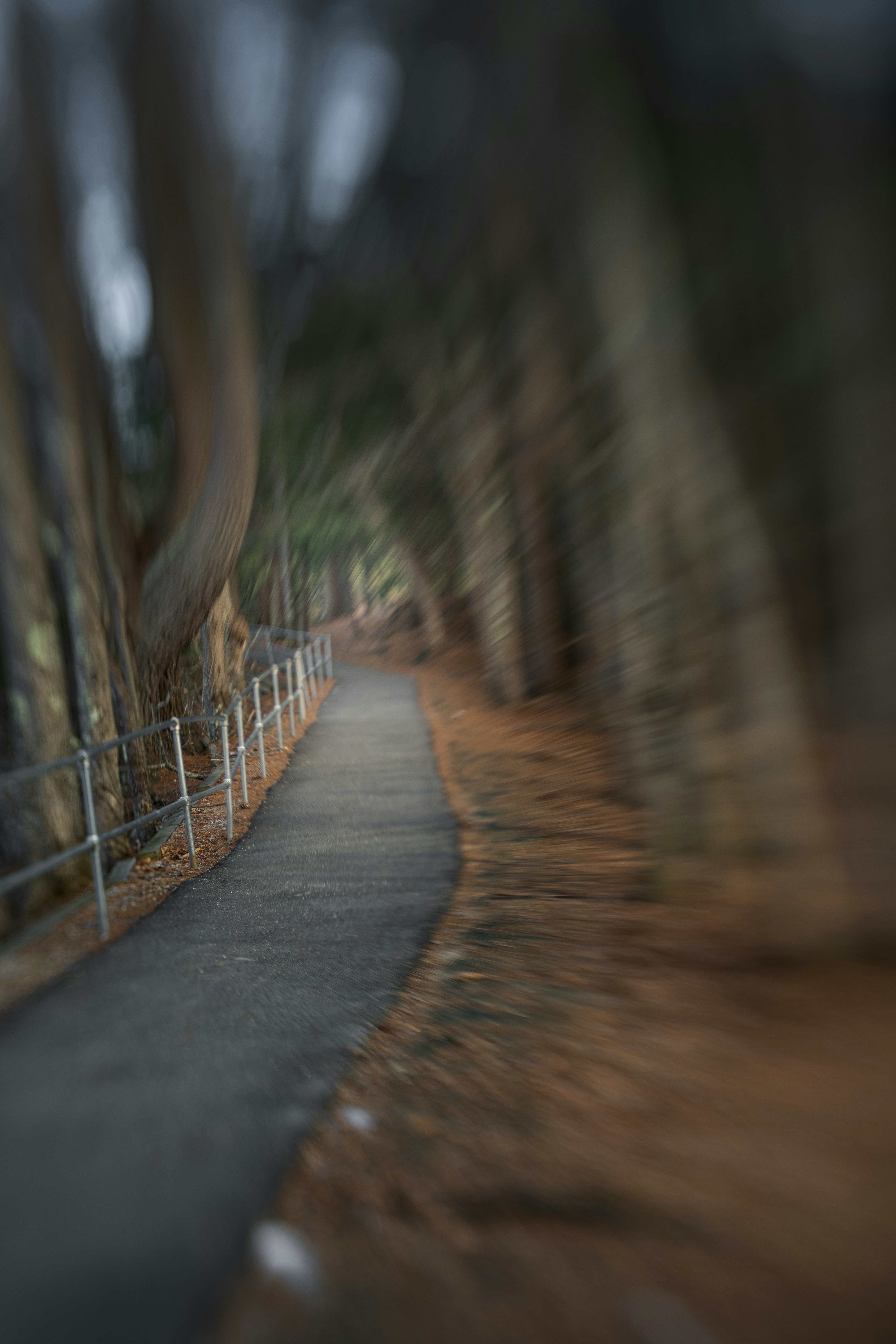 a path with a fence and trees