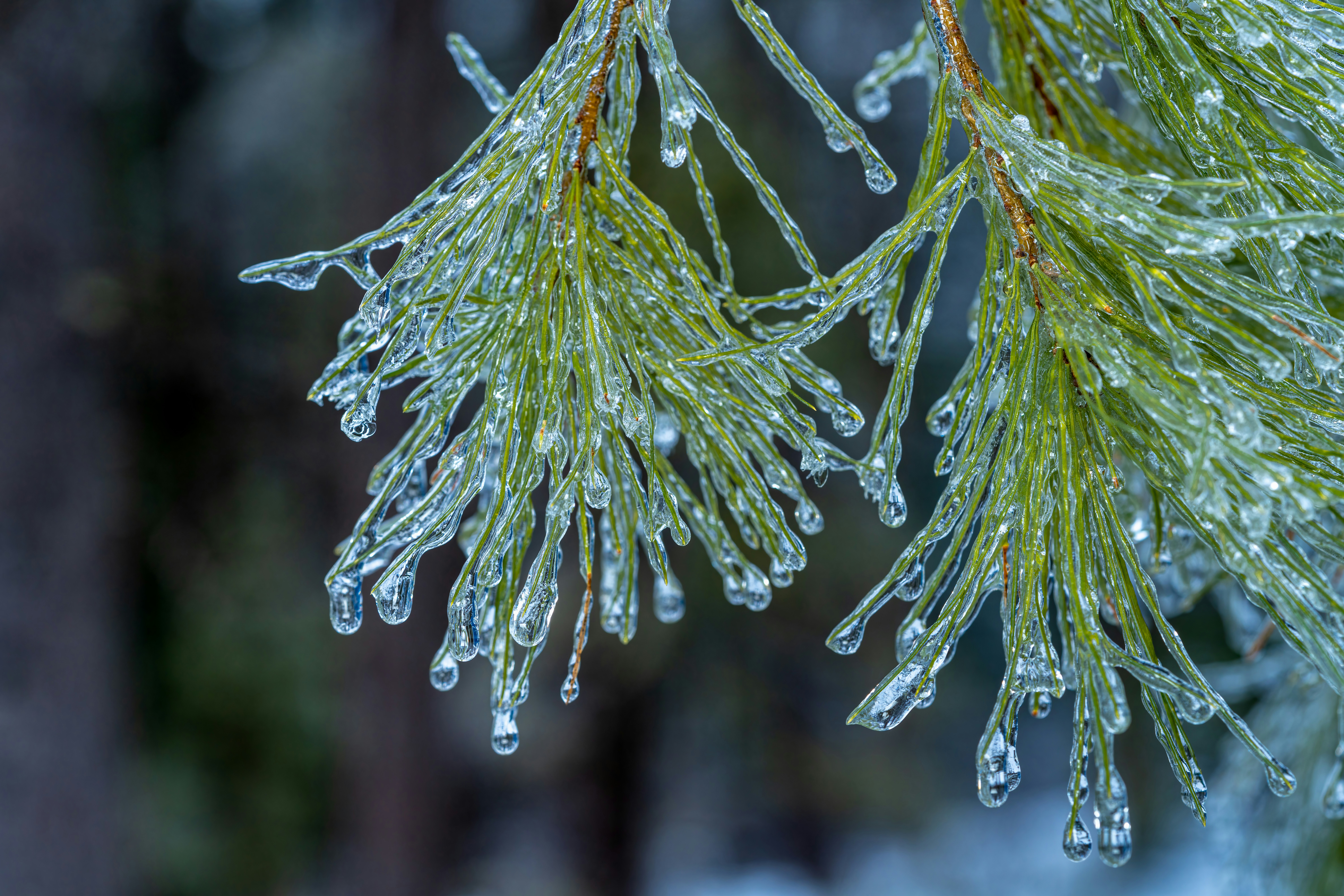 Photo by skylerewing