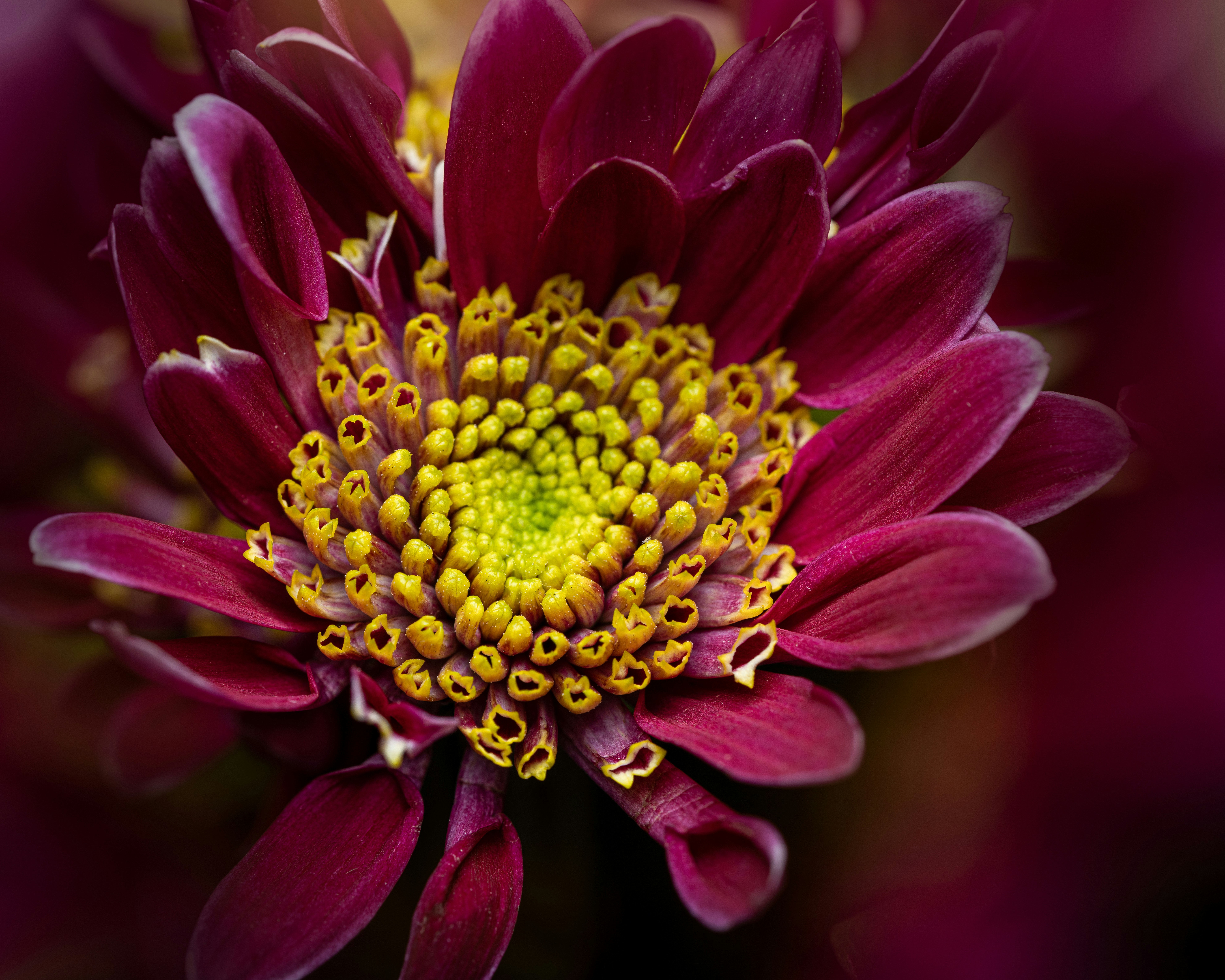 Photo by skylerewing