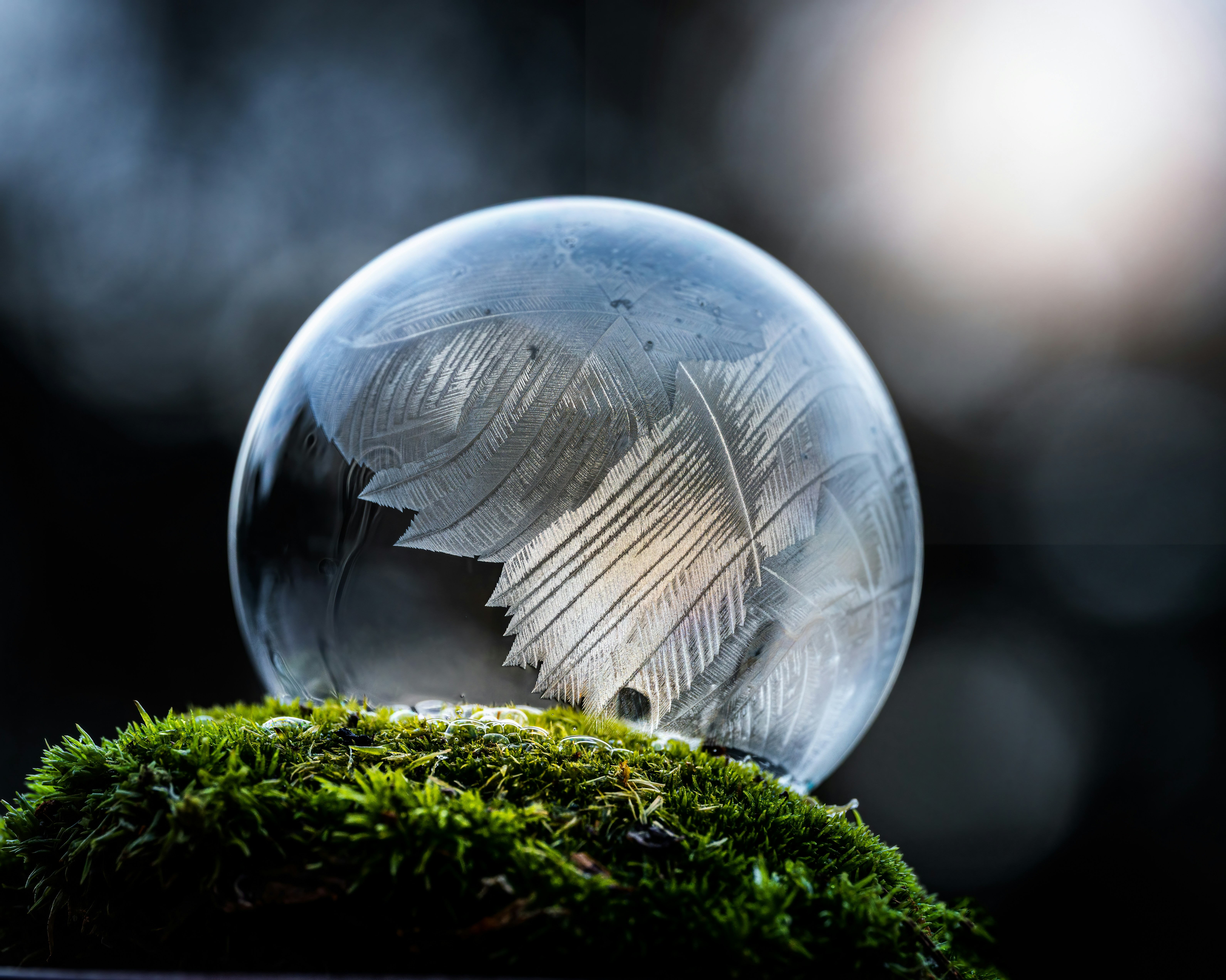 Photo by skylerewing