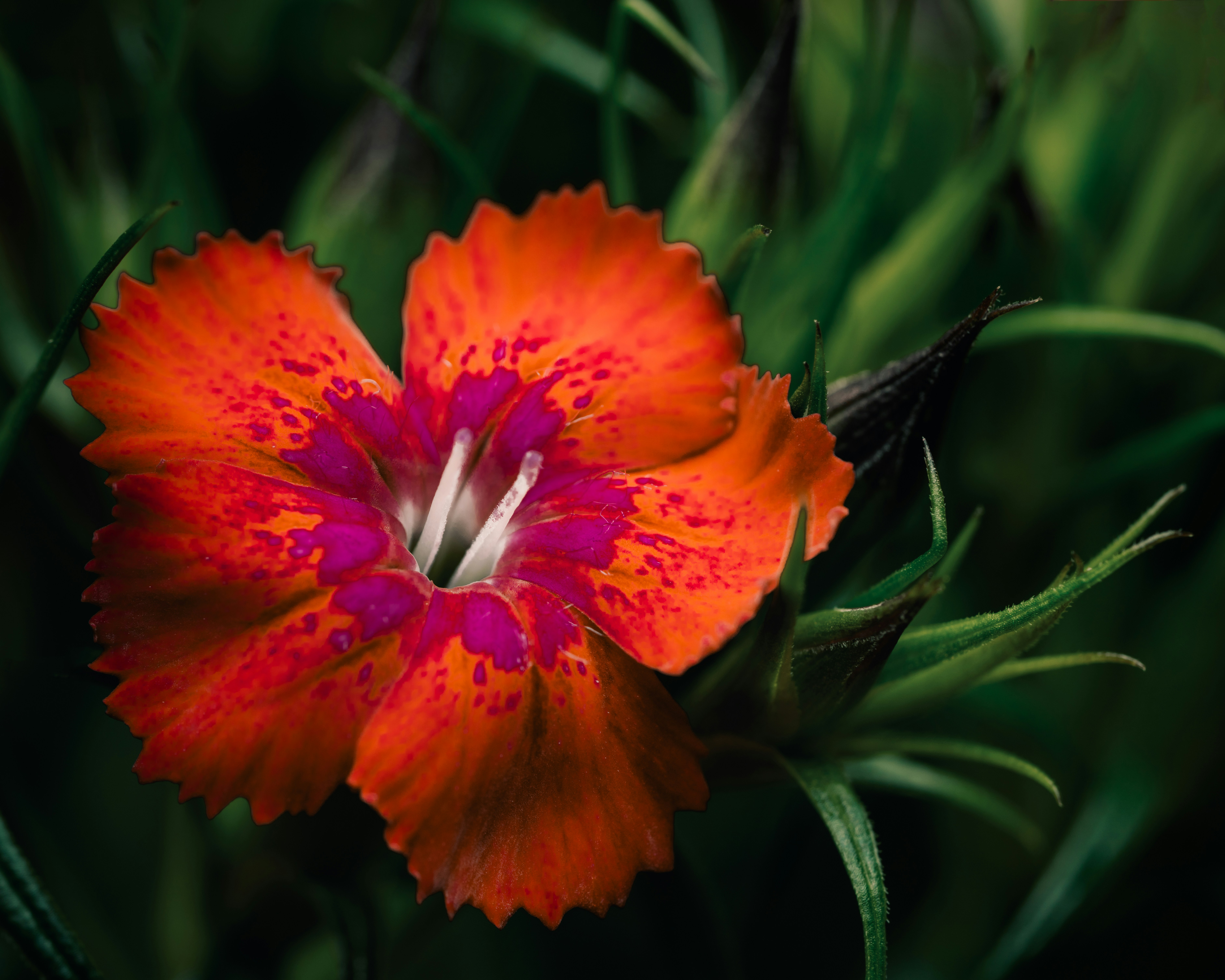 Photo by skylerewing