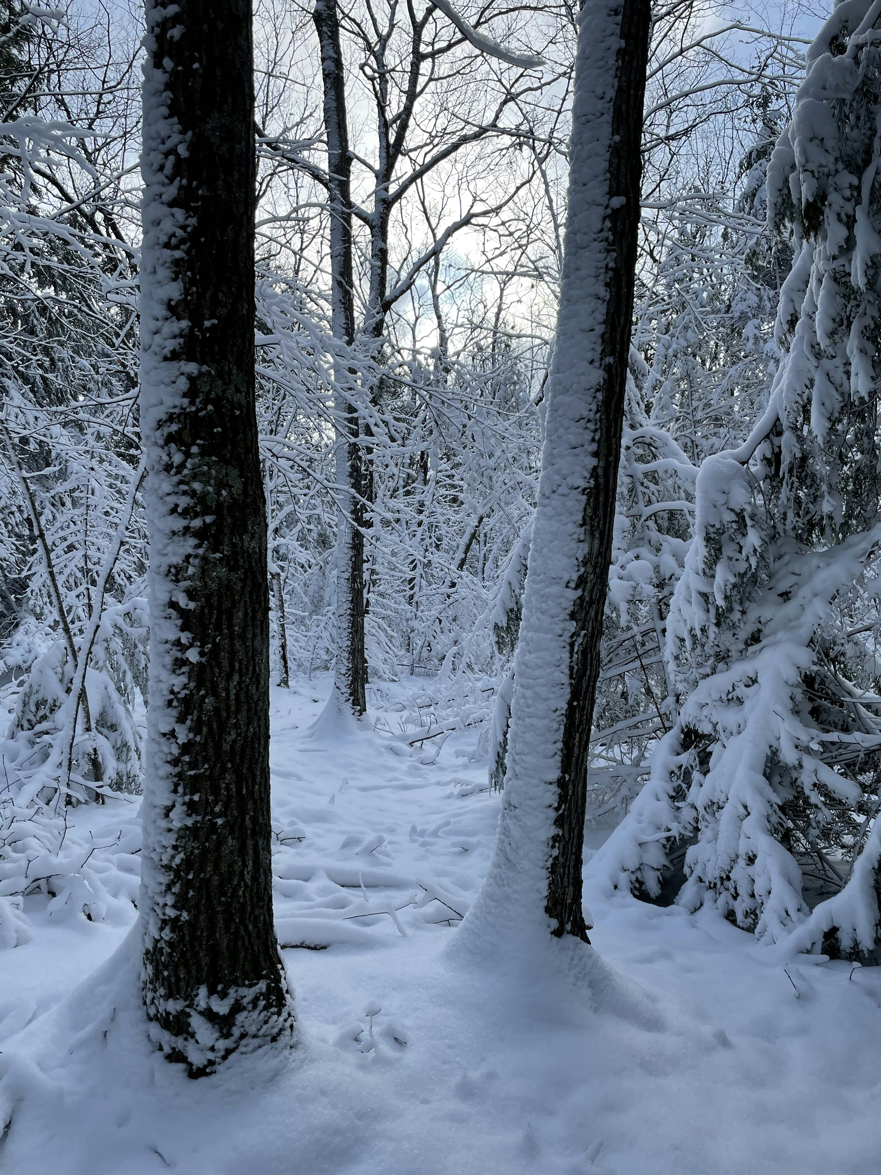 Photo by skylerewing