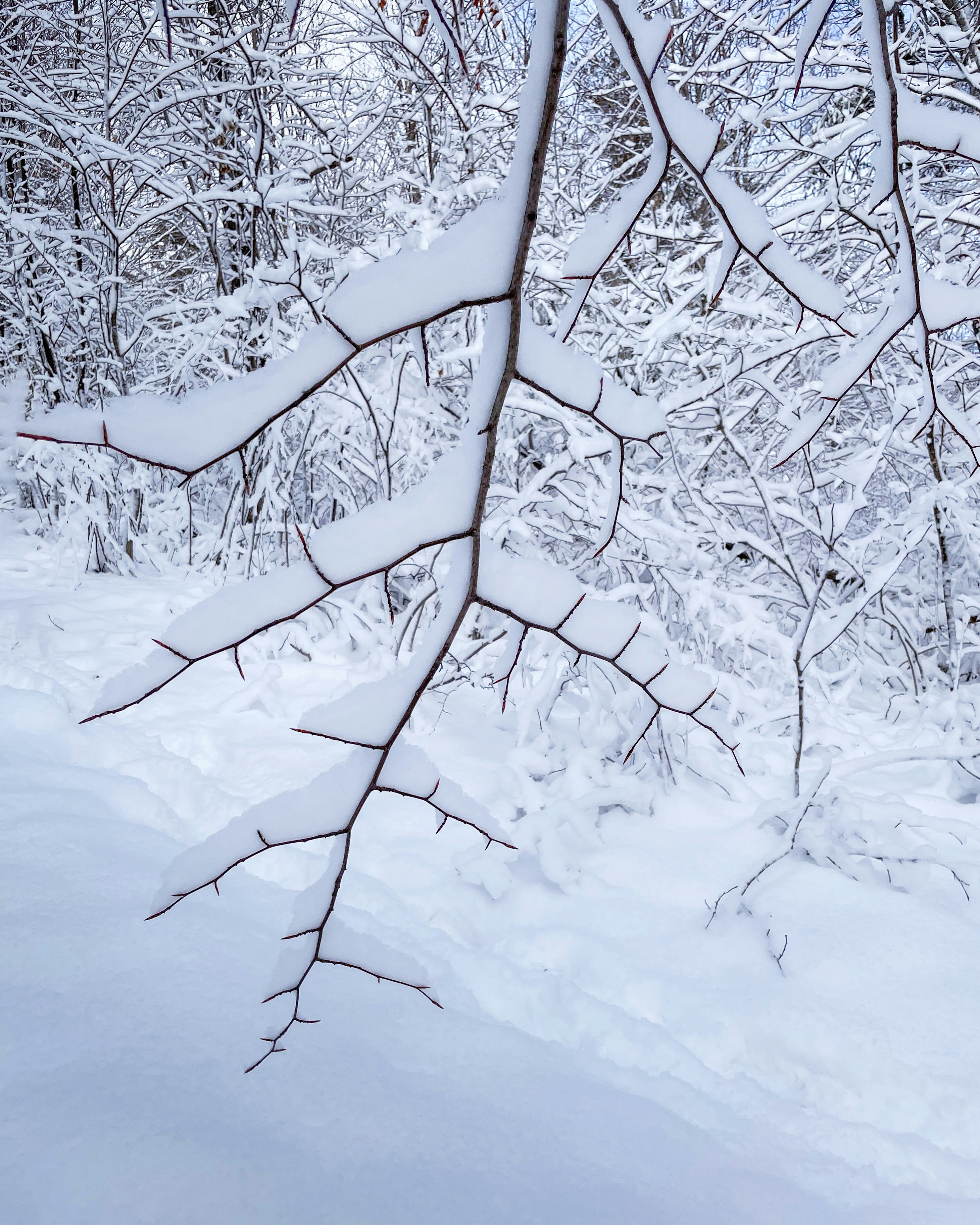 Photo by skylerewing