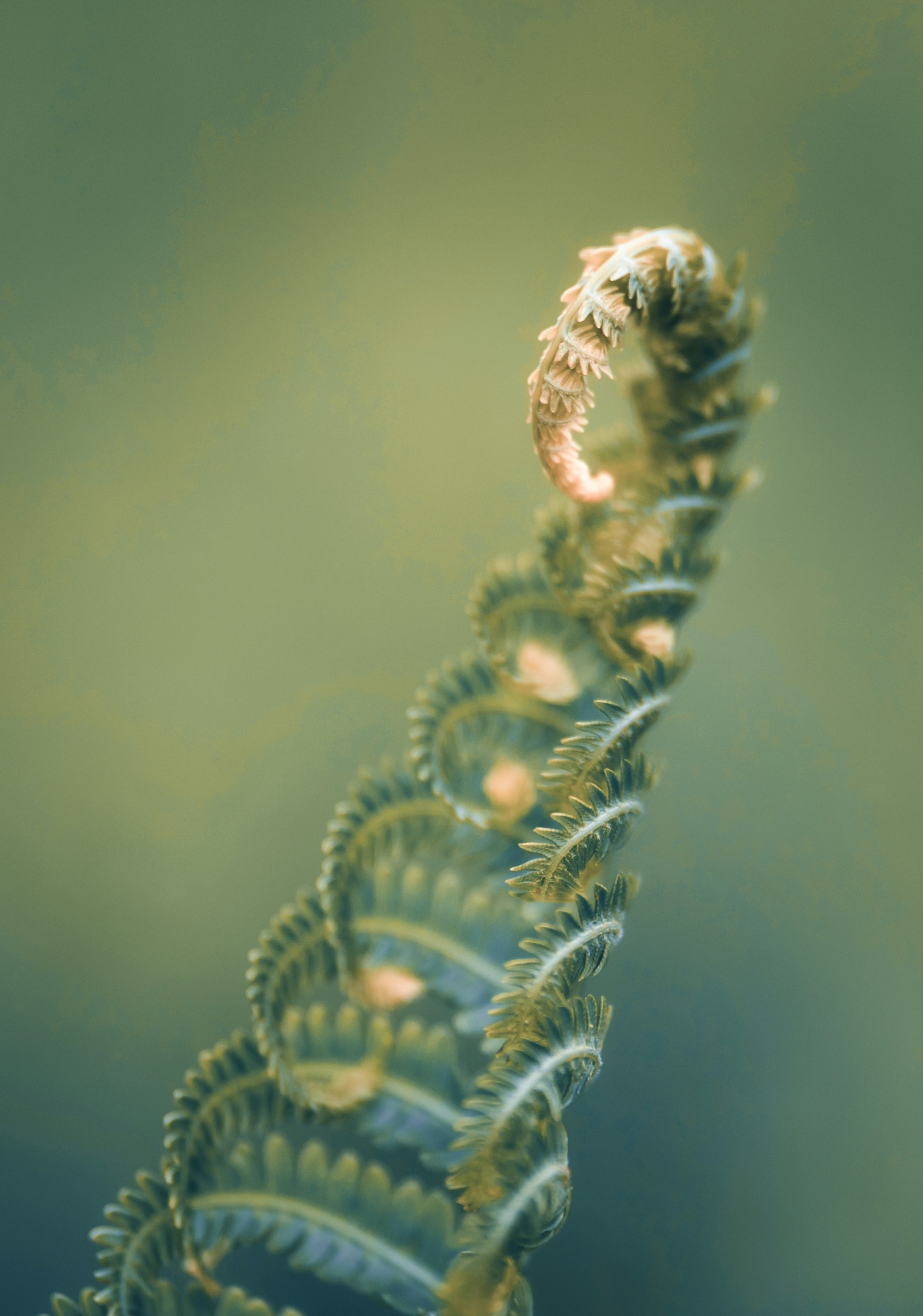 Photo by skylerewing