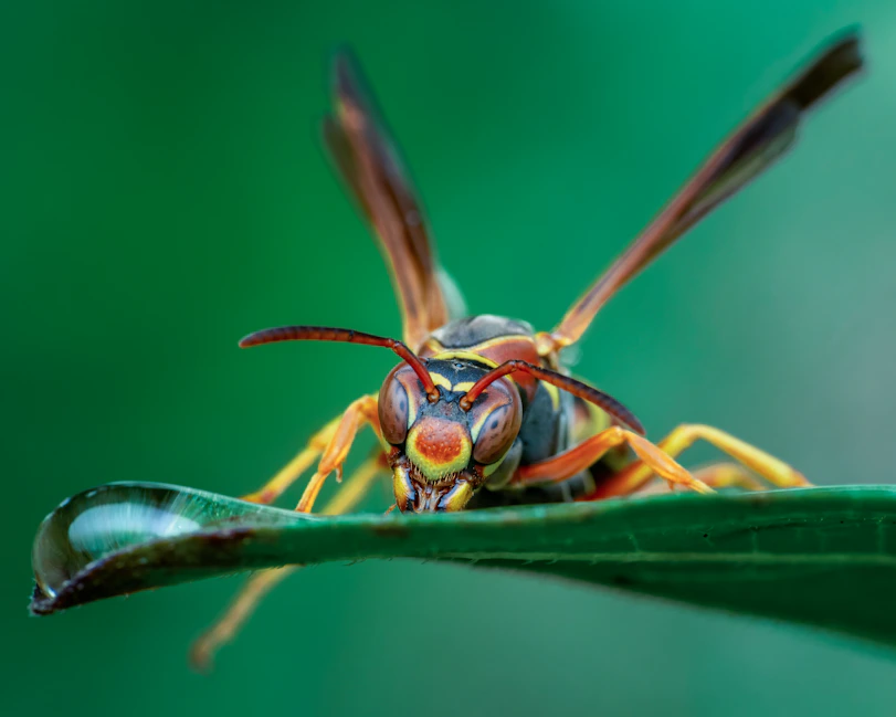a close up of a bug