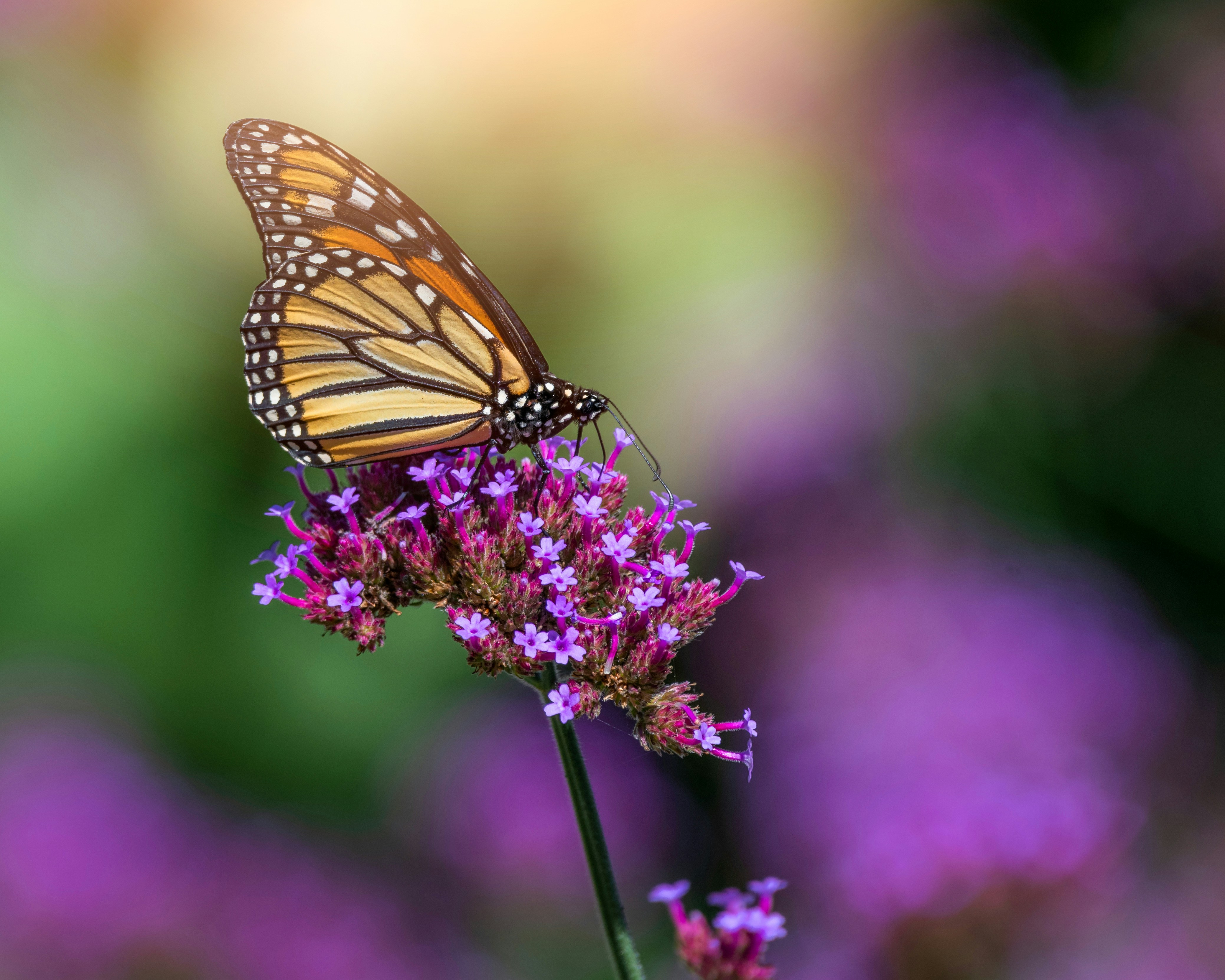 Photo by skylerewing