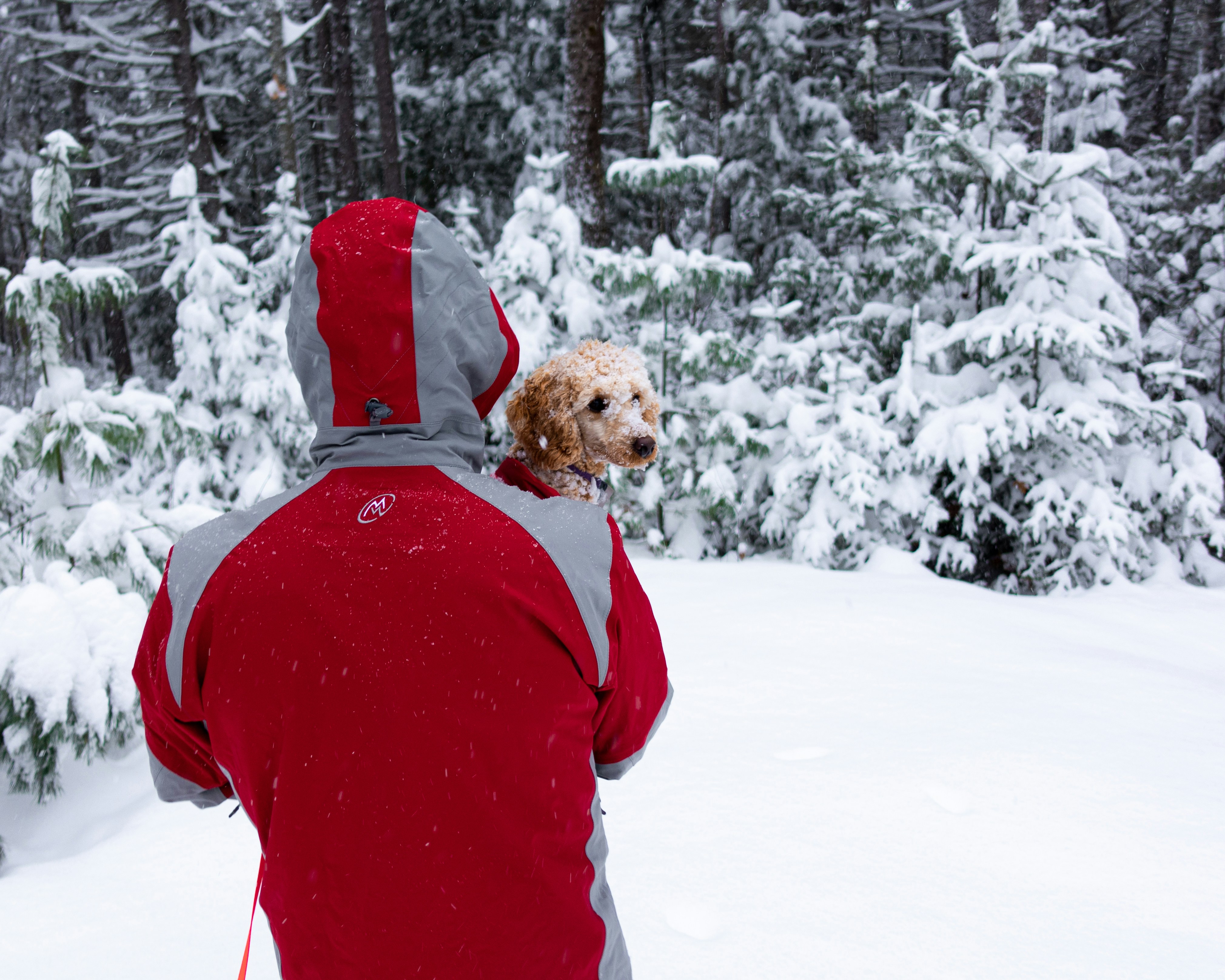 강아지 겨울 산책 신발