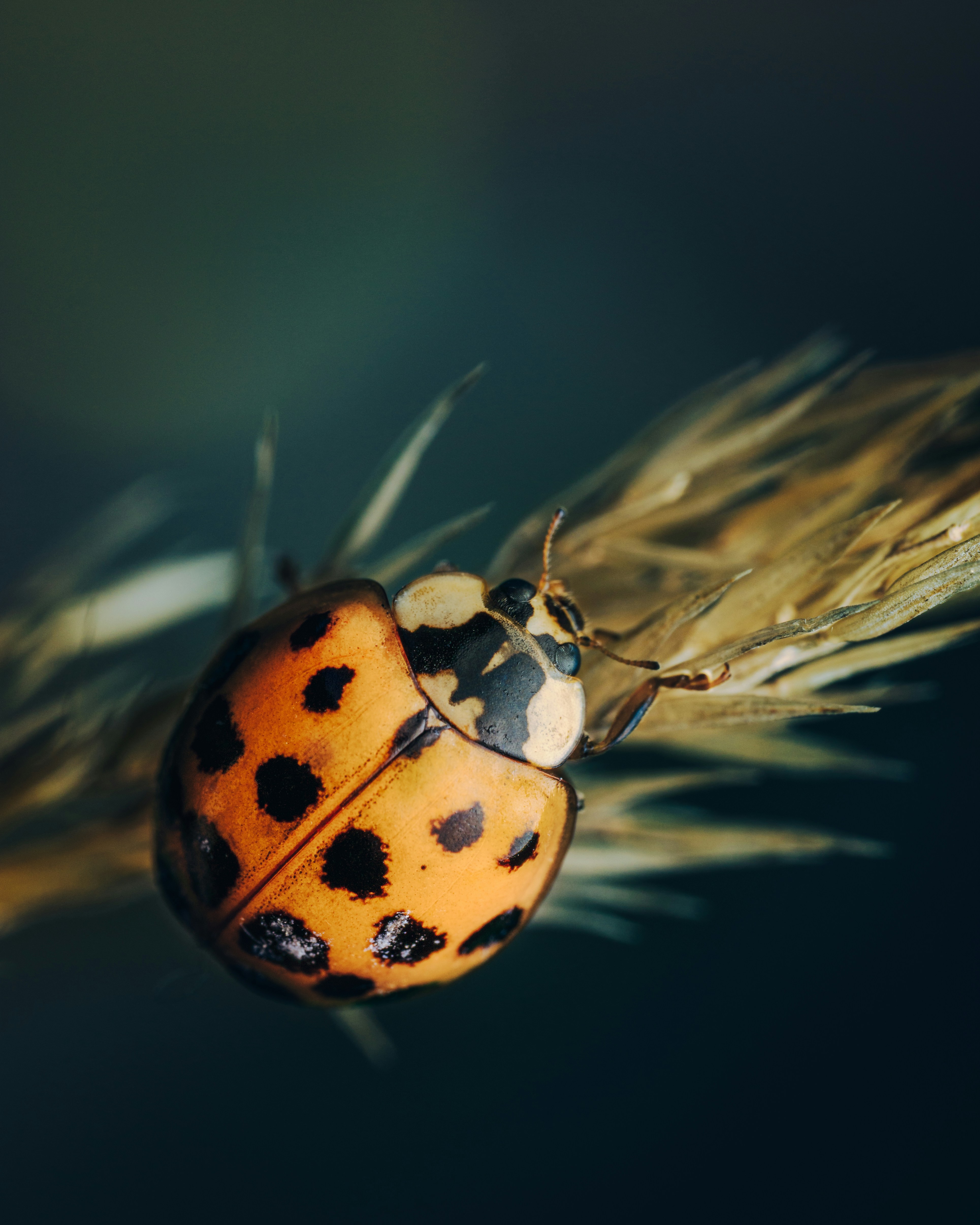 Photo by skylerewing