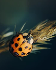 a ladybug on a leaf