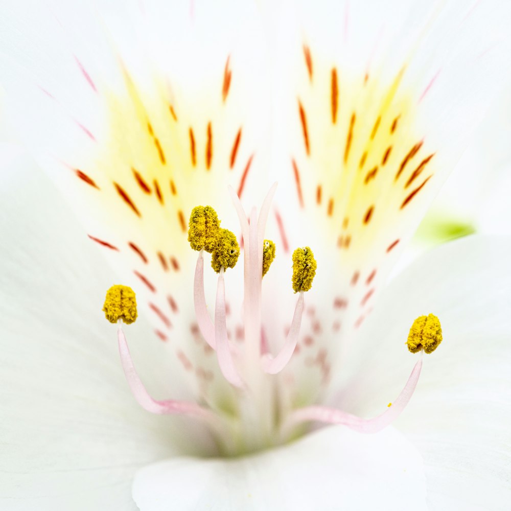 a close up of a flower