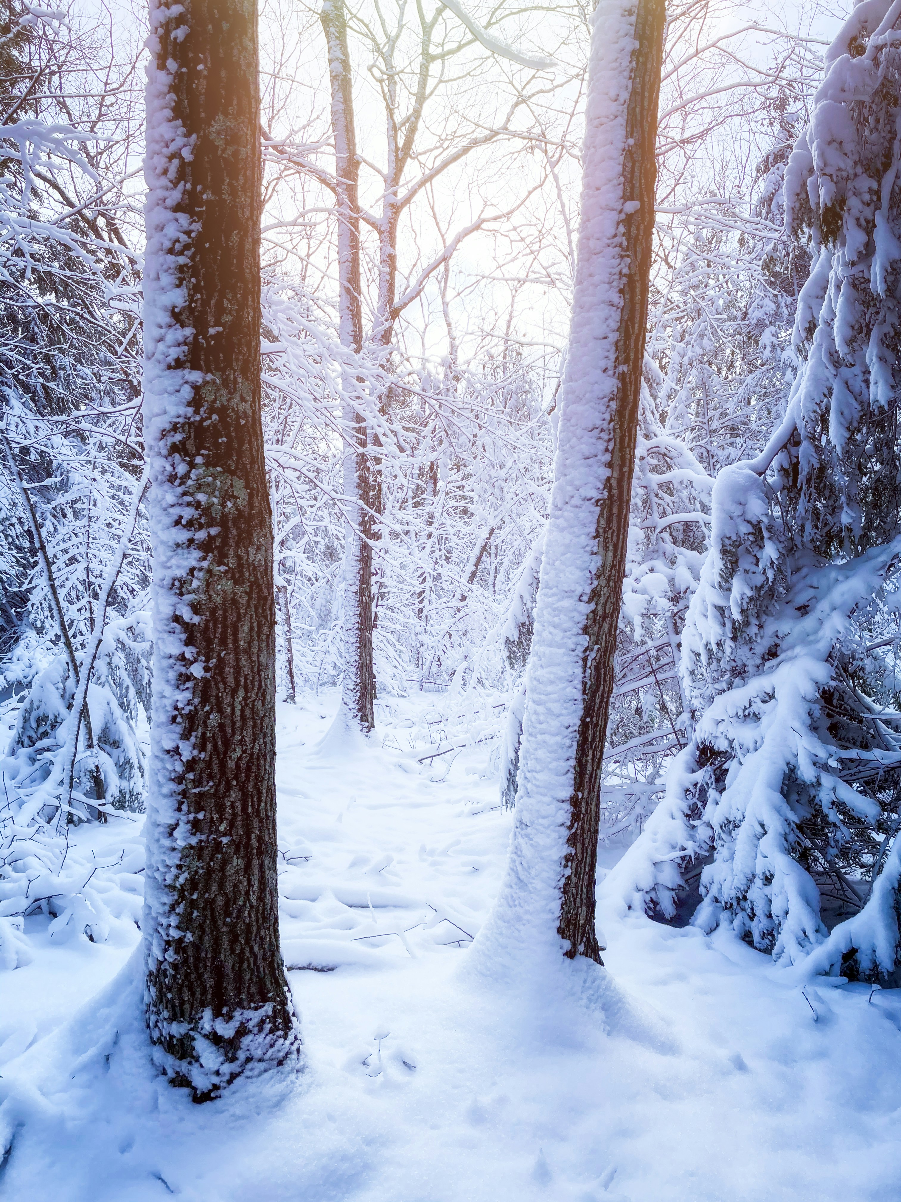 Photo by skylerewing