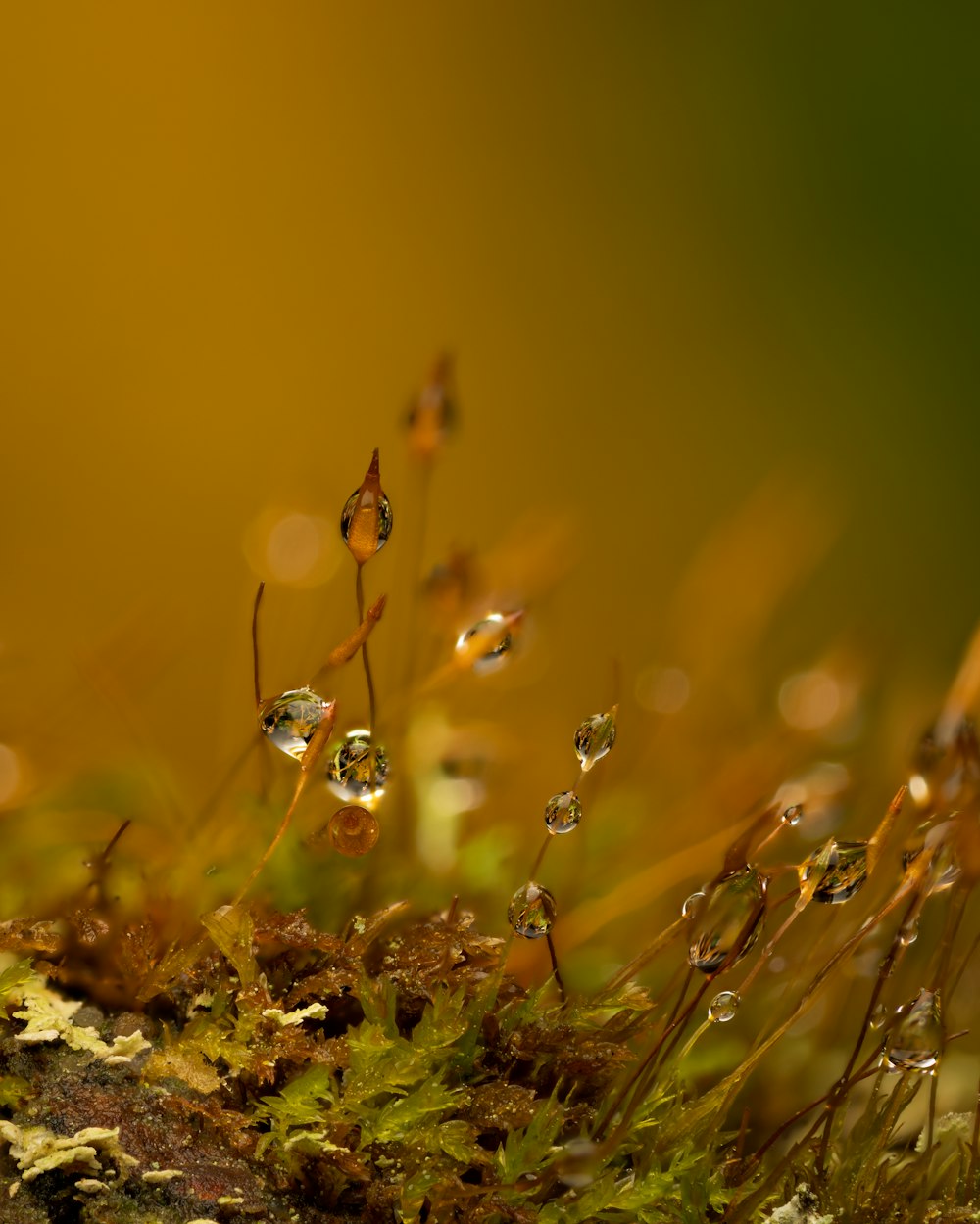 a group of ants on a plant