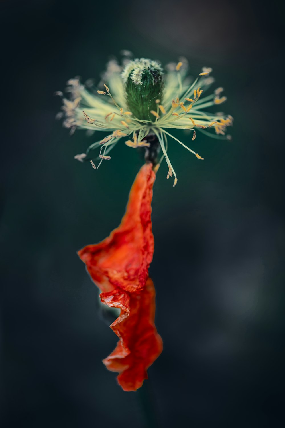 a close-up of a flower