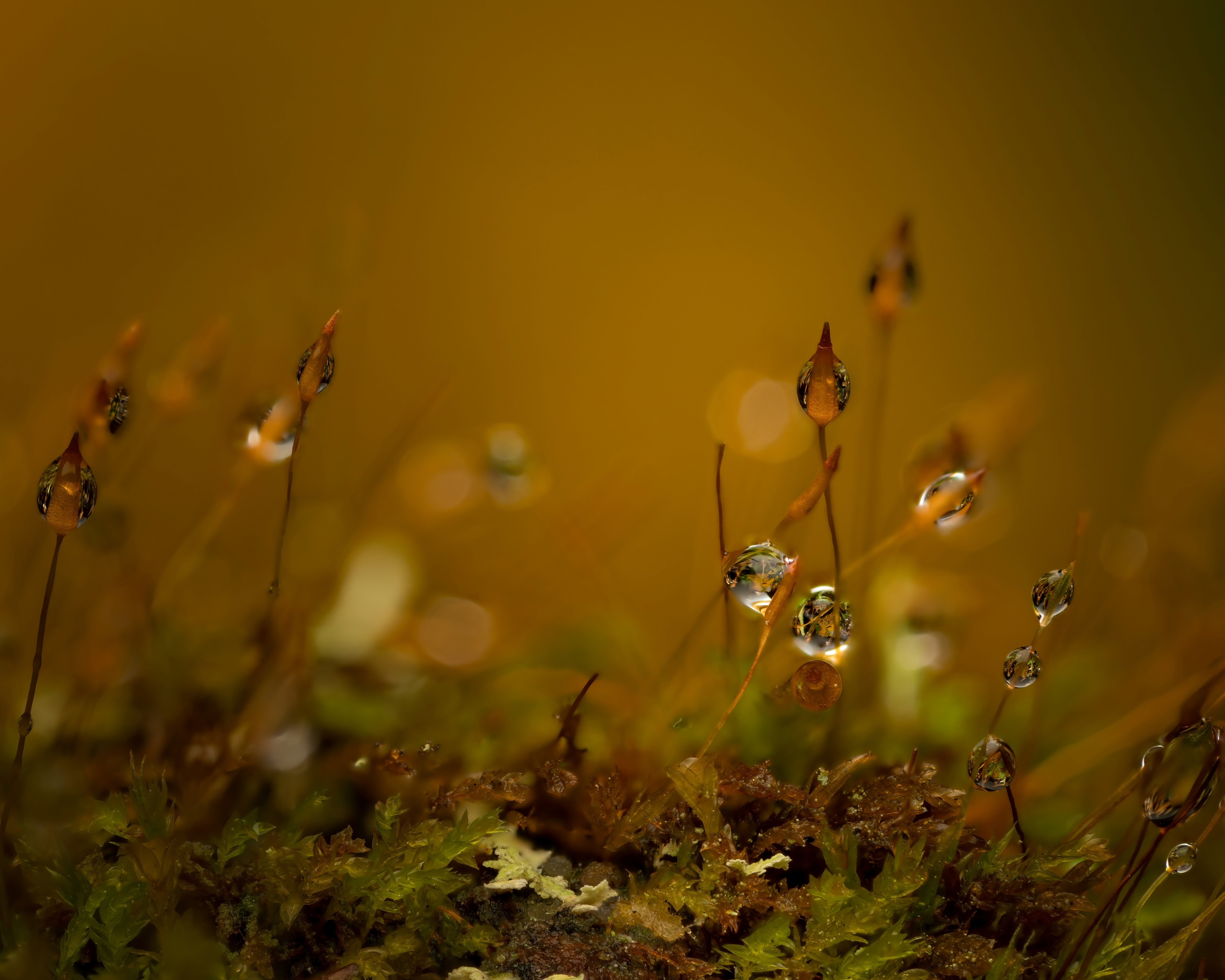 Photo by skylerewing