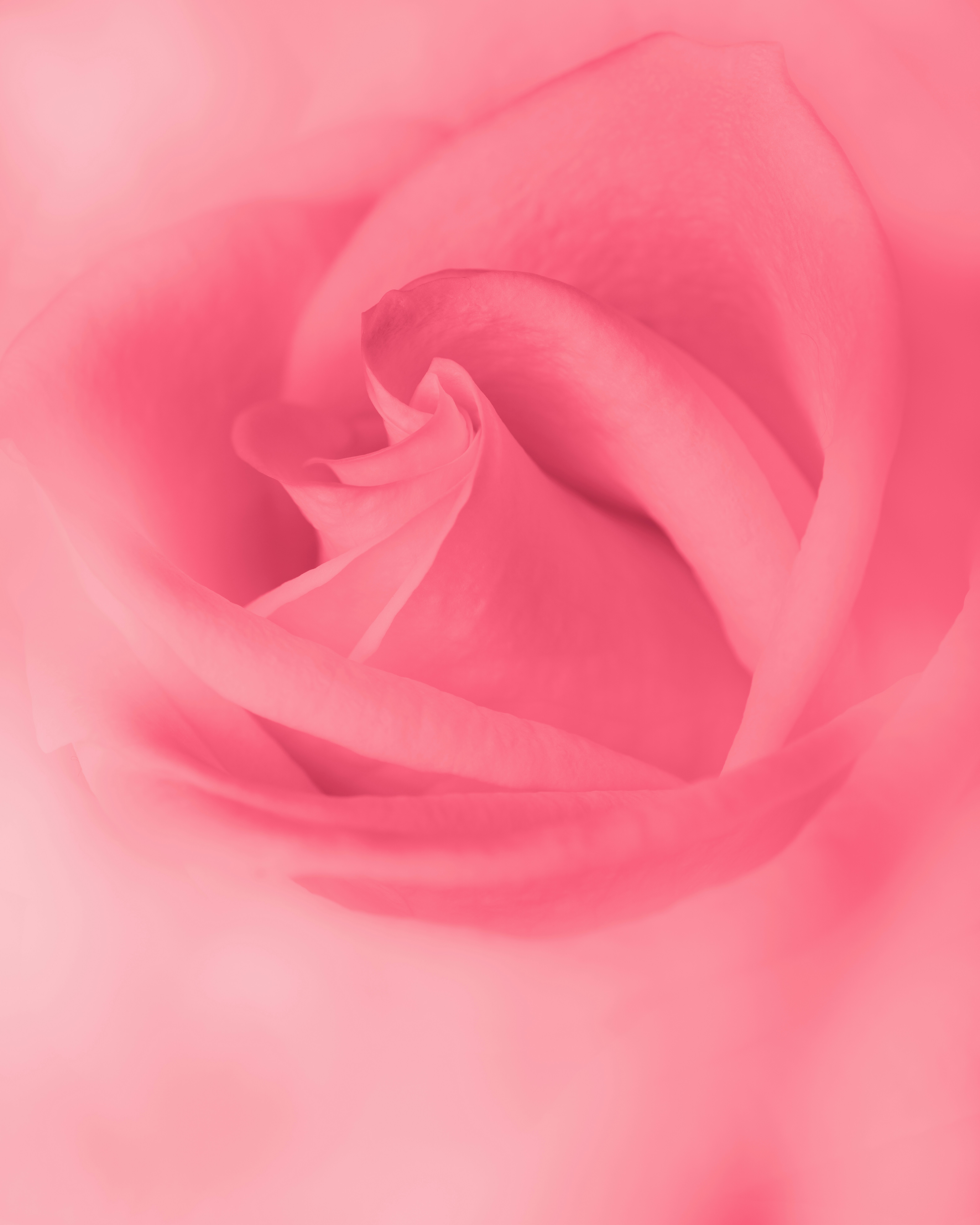 Photo by skylerewing