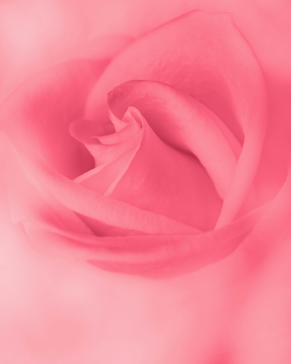 a pink rose with a dark background