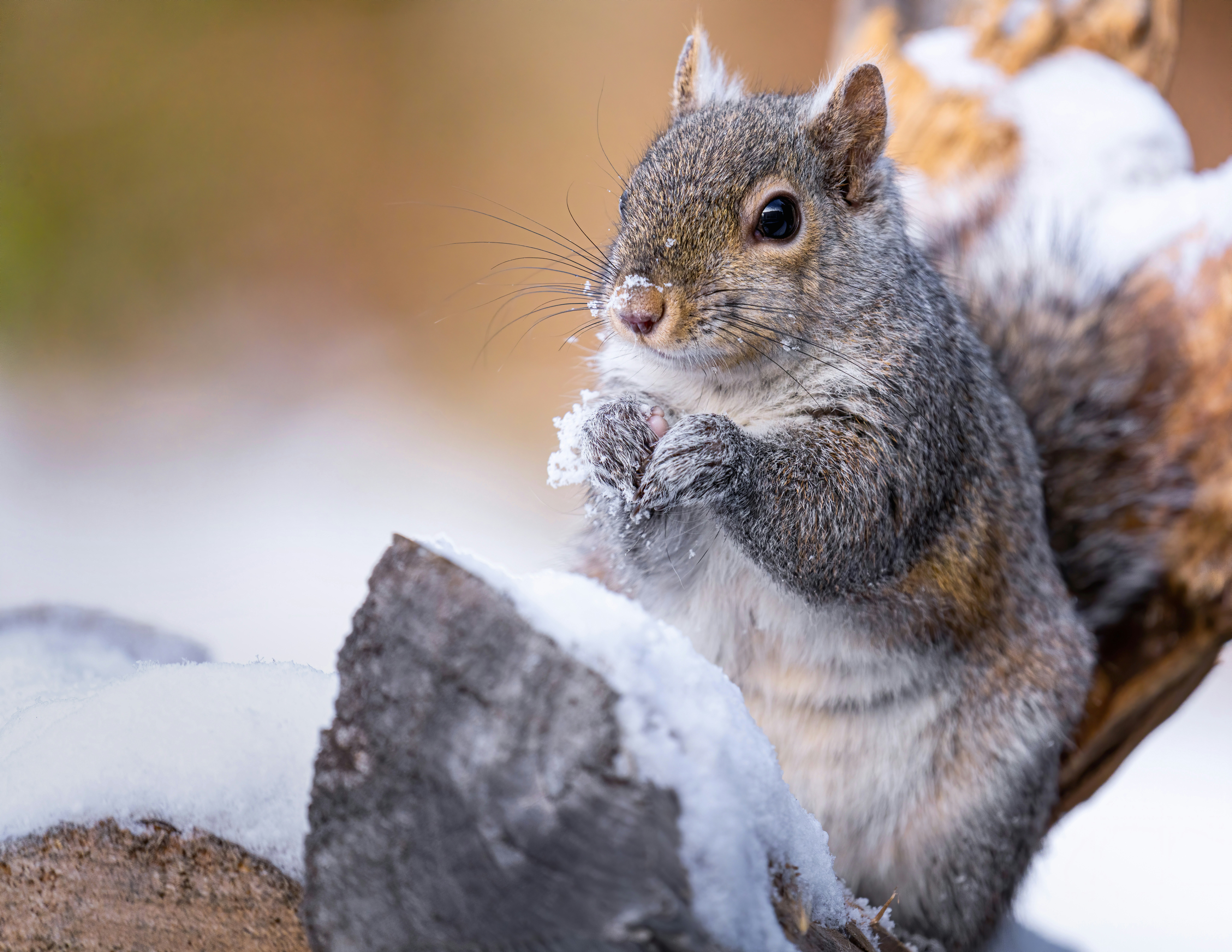 Photo by skylerewing