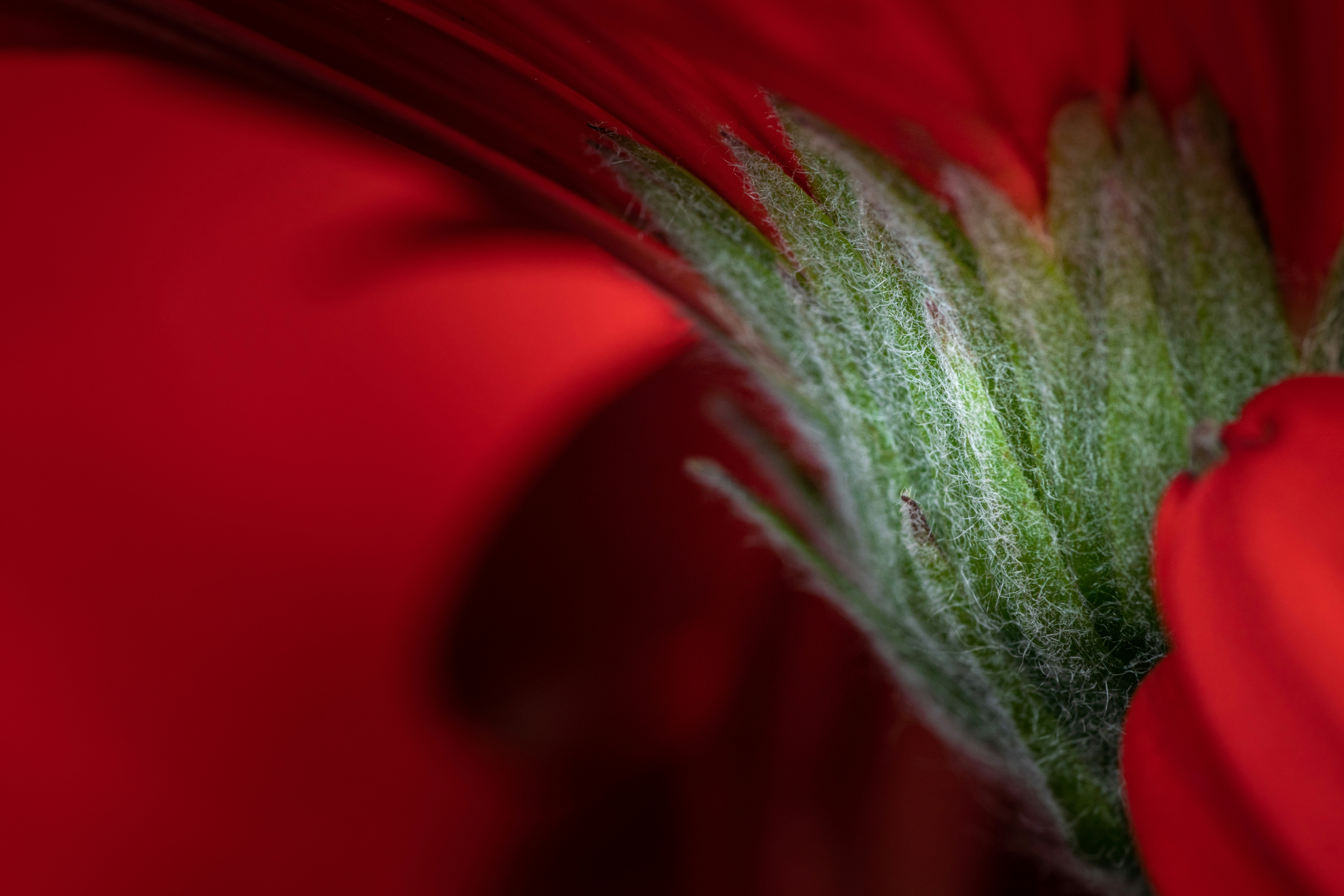 Photo by skylerewing