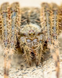 Printed Spider Hide