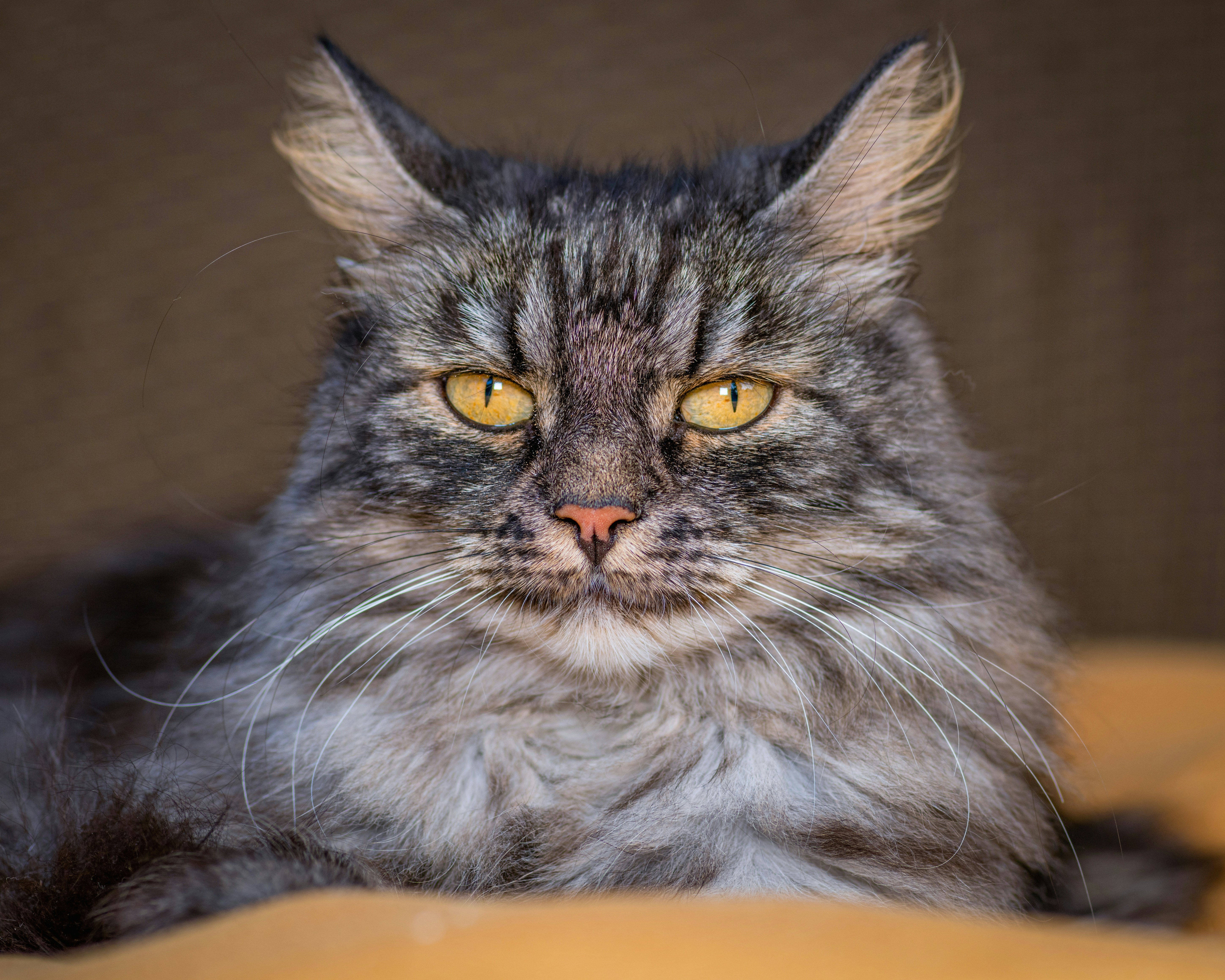 Photo by skylerewing