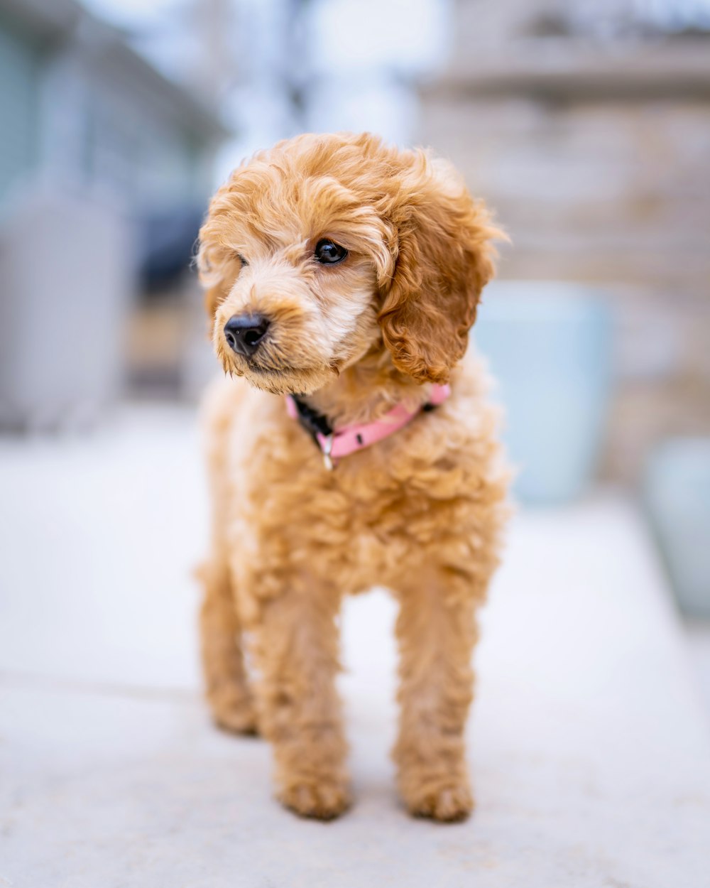 a small dog standing