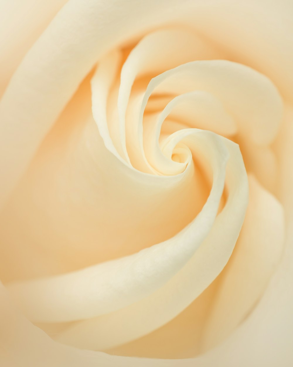 a close up of a rose